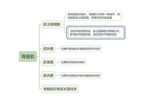 医学知识骨骼肌思维导图