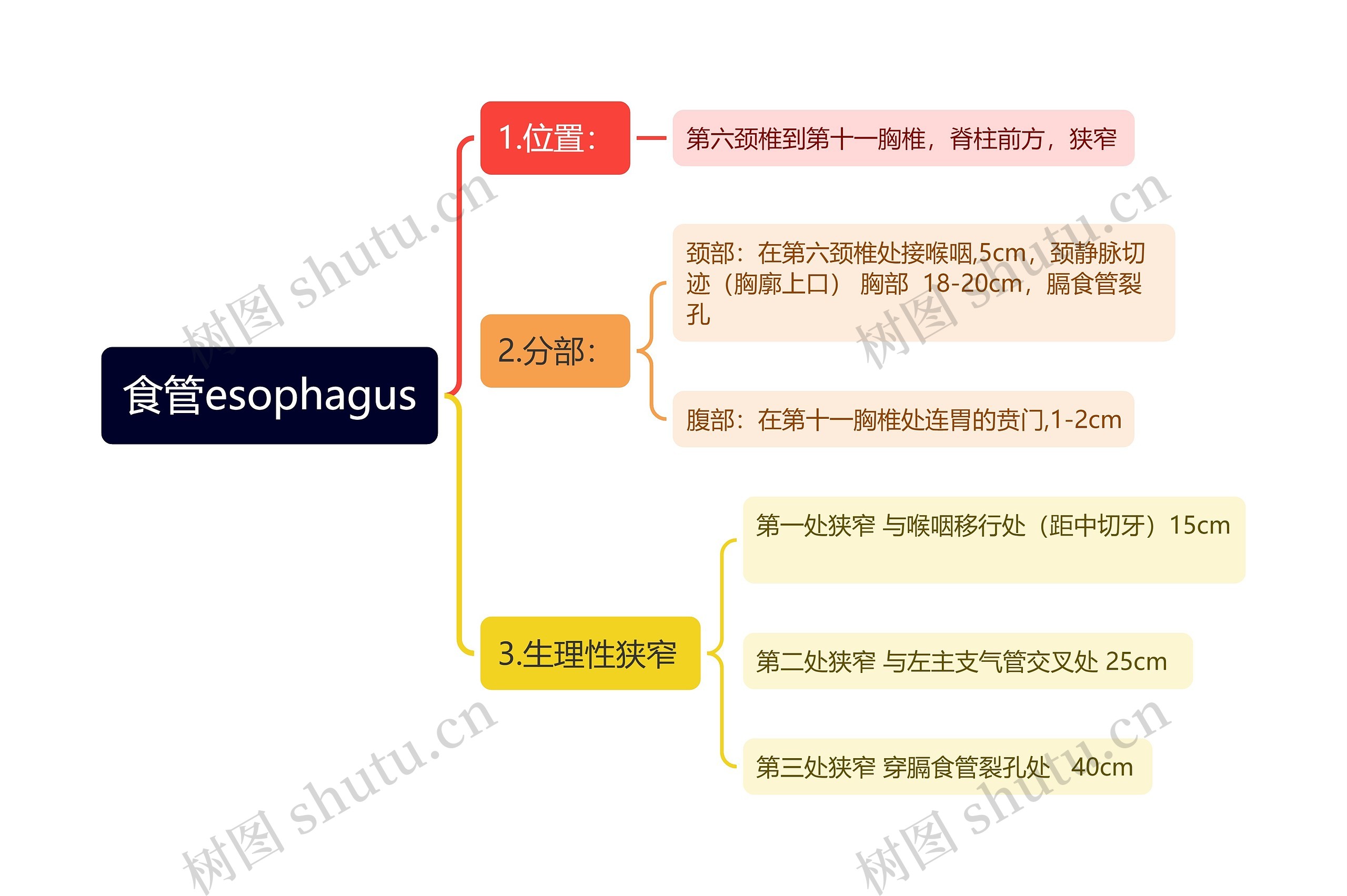 食管esophagus思维导图