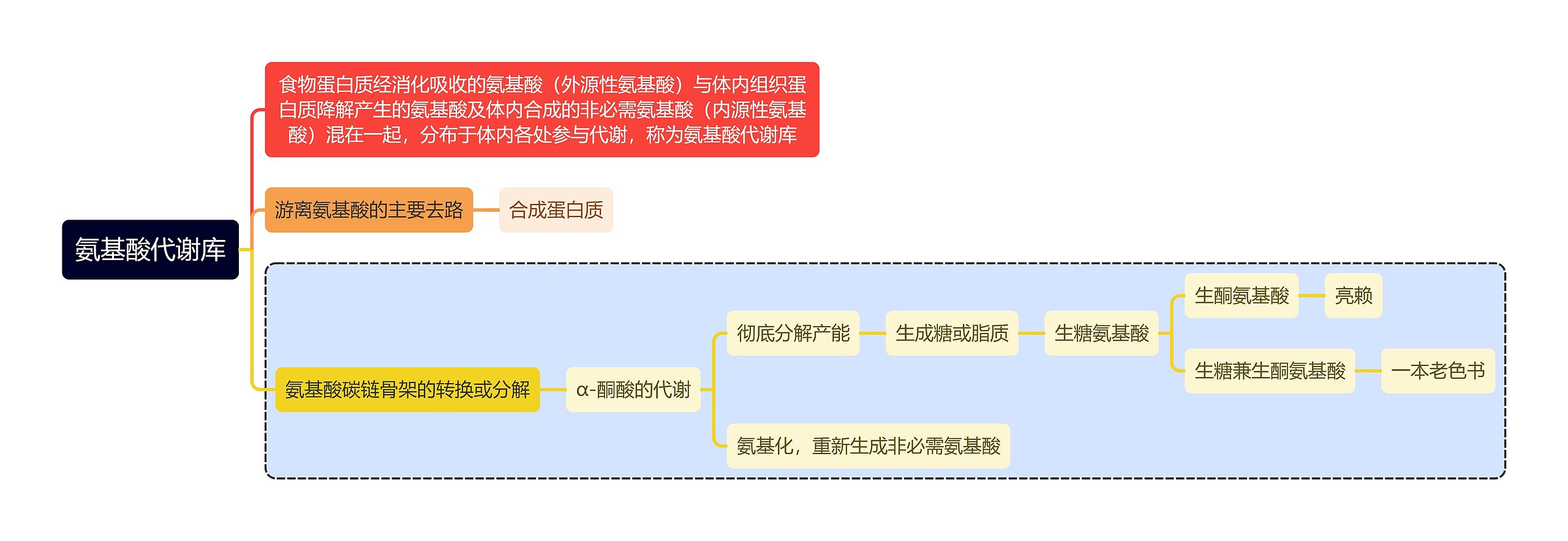 医学知识氨基酸代谢库思维导图