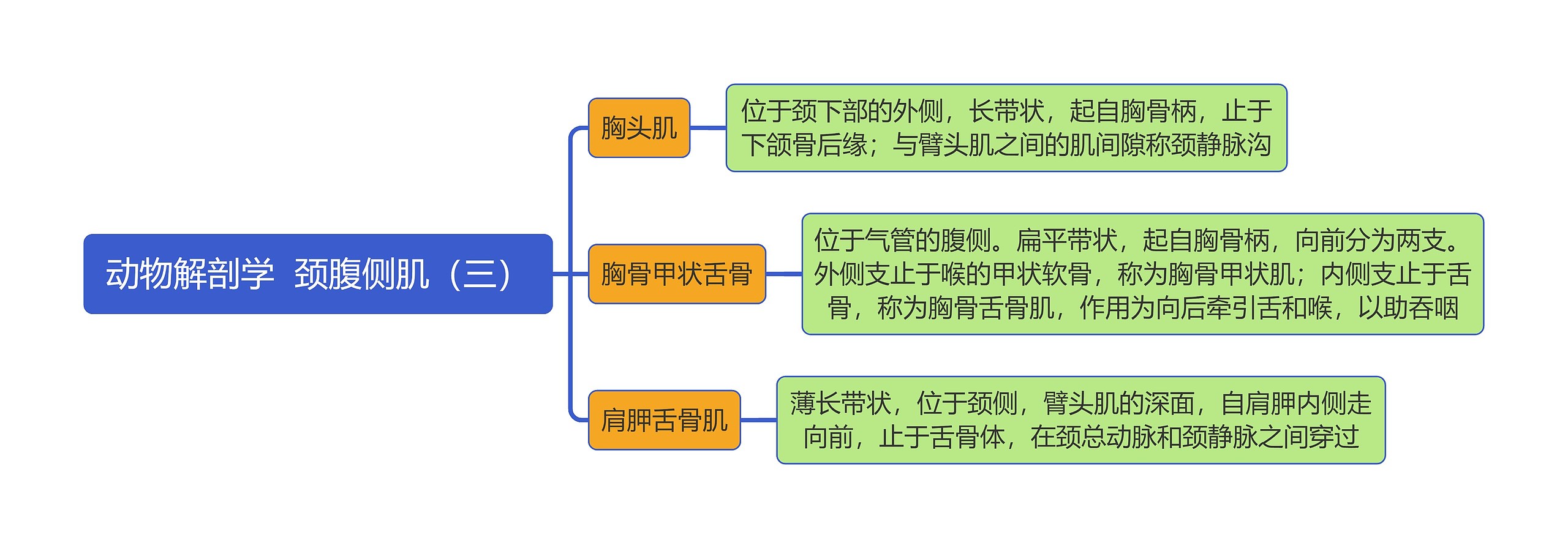 《动物解剖学  颈腹侧肌（三）》思维导图