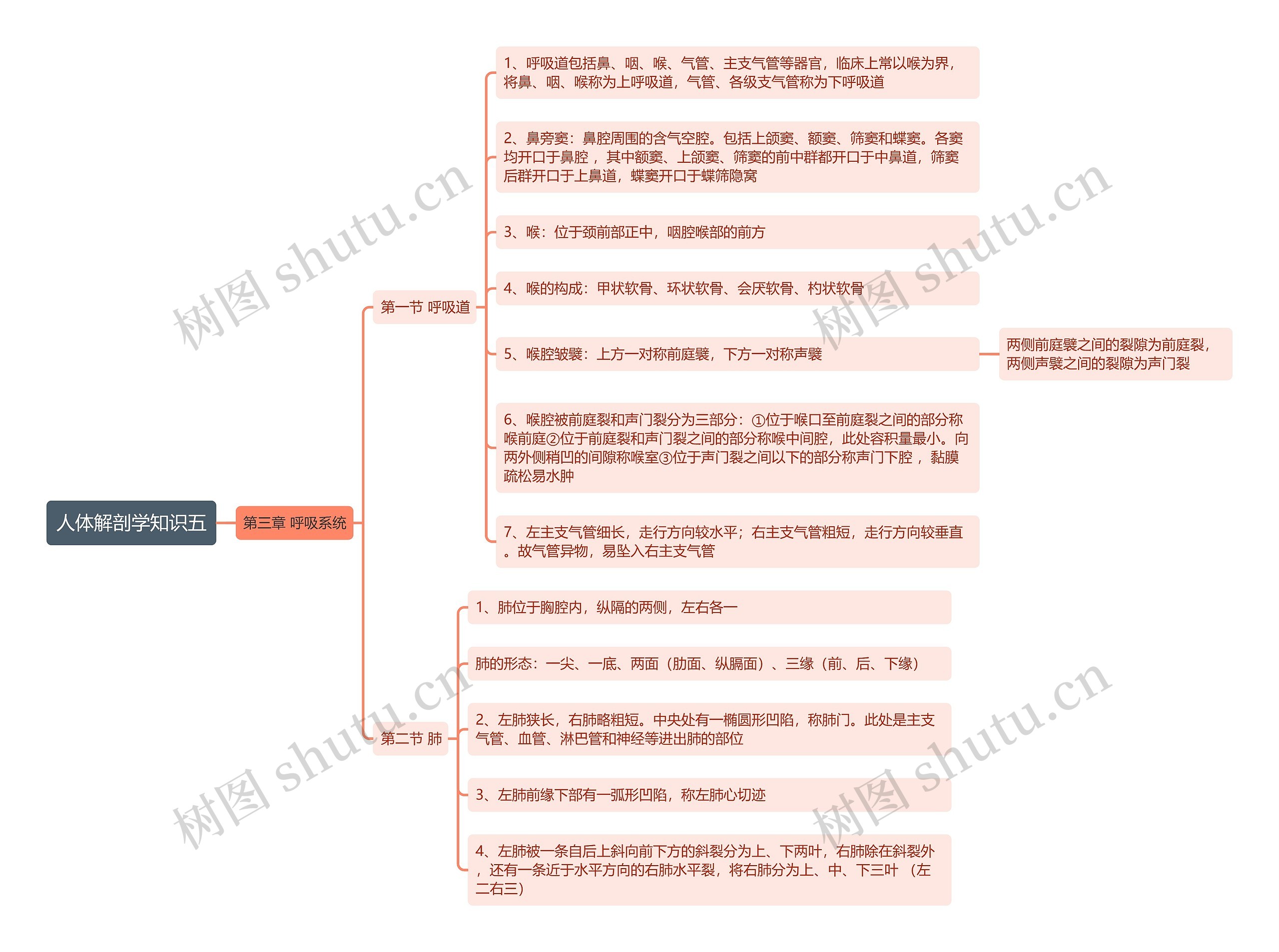 《人体解剖学知识五 呼吸道 肺》思维导图