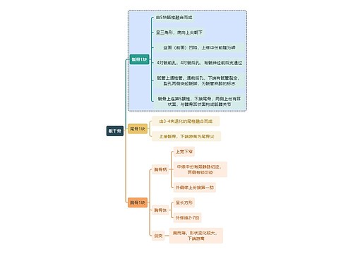 骨学知识躯干骨思维导图