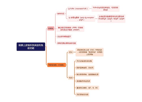 医学知识黏膜上皮组织及其固有免疫功能思维导图