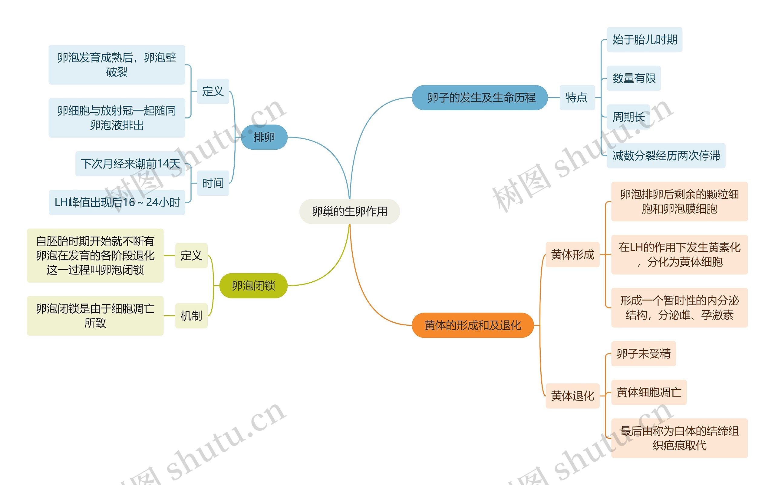 医学知识卵巢的生卵作用思维导图