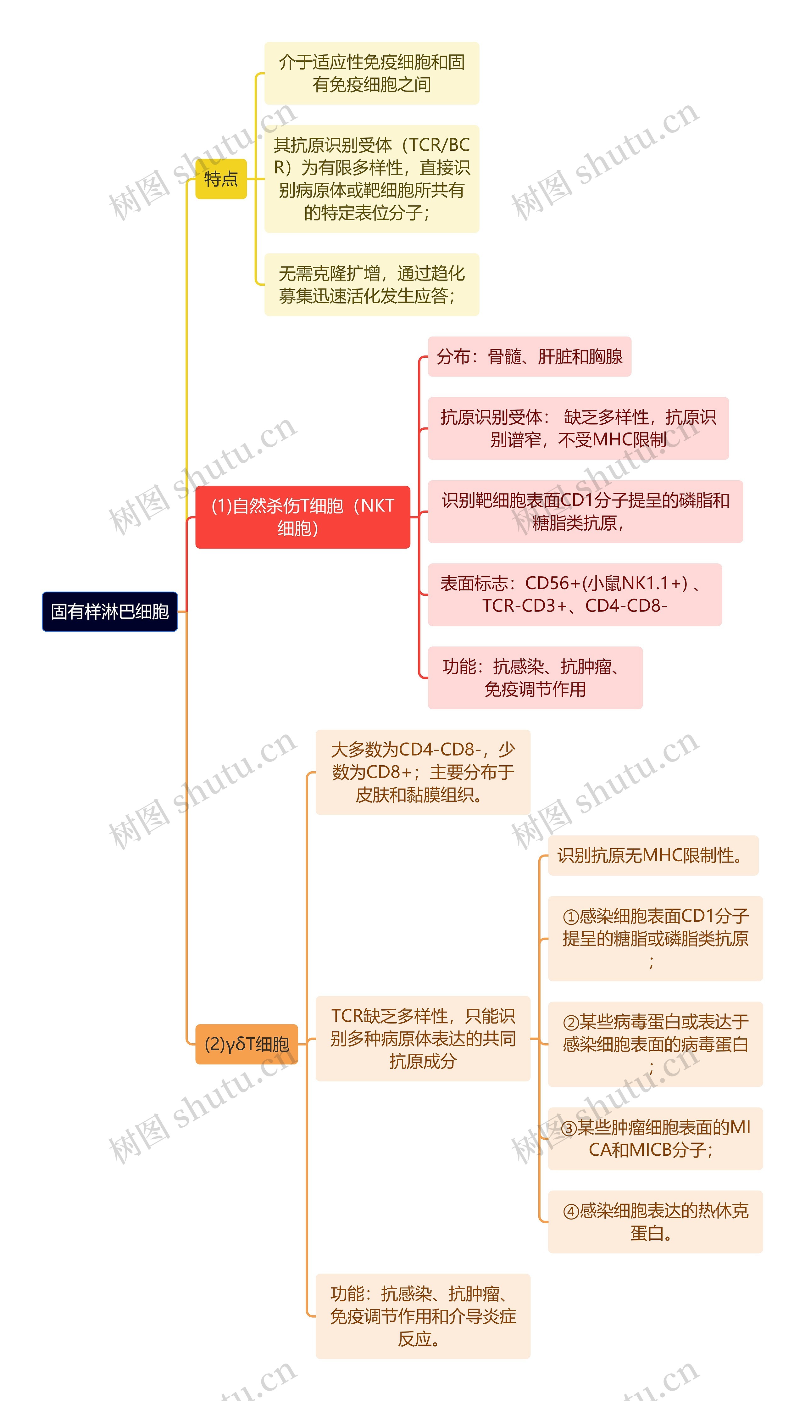 医学知识固有样淋巴细胞思维导图