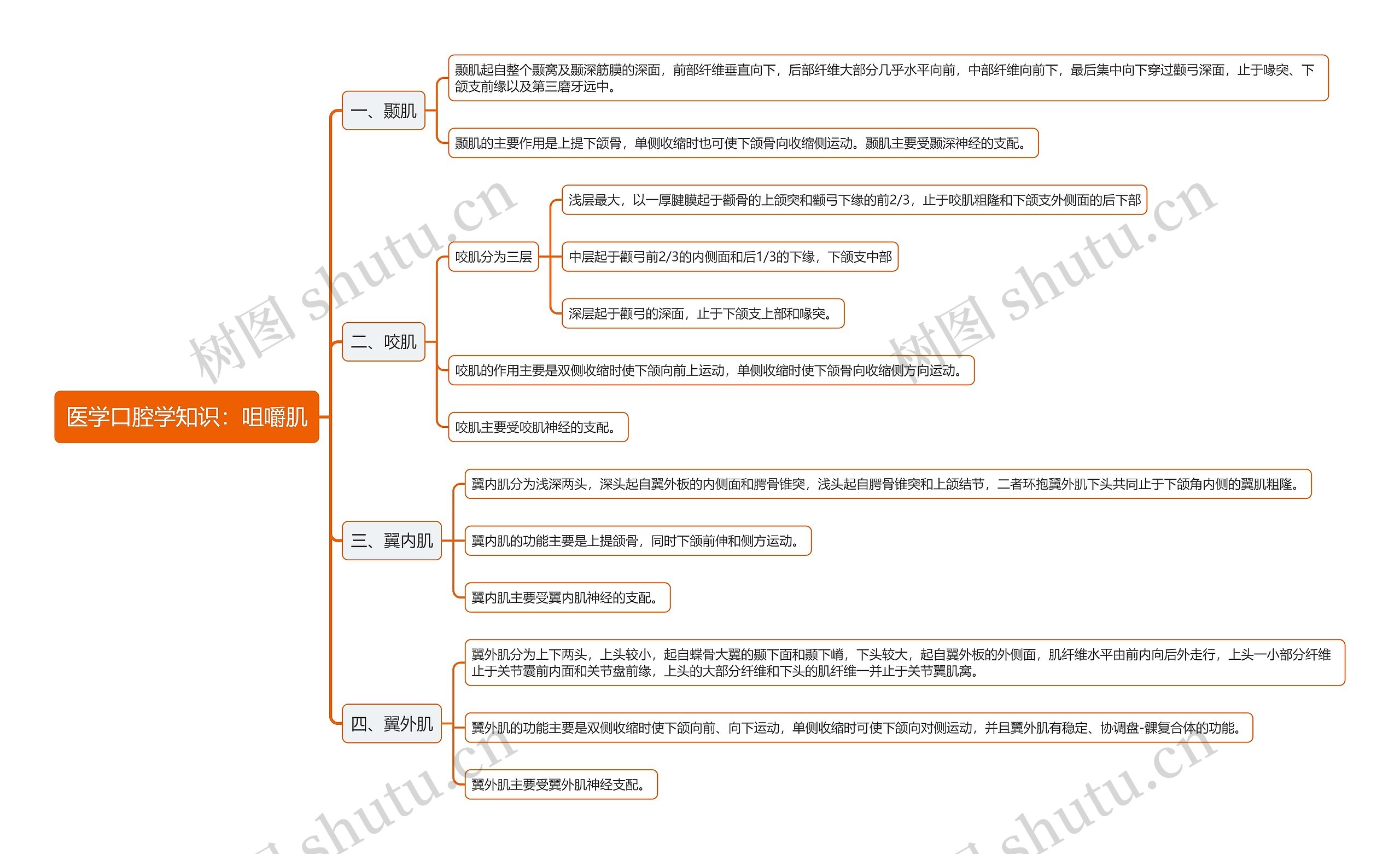 医学口腔学知识：咀嚼肌思维导图