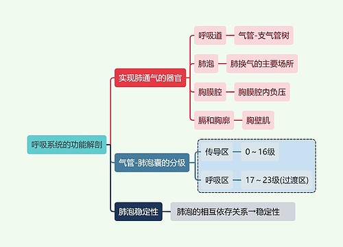 医学知识呼吸系统的功能解剖思维导图