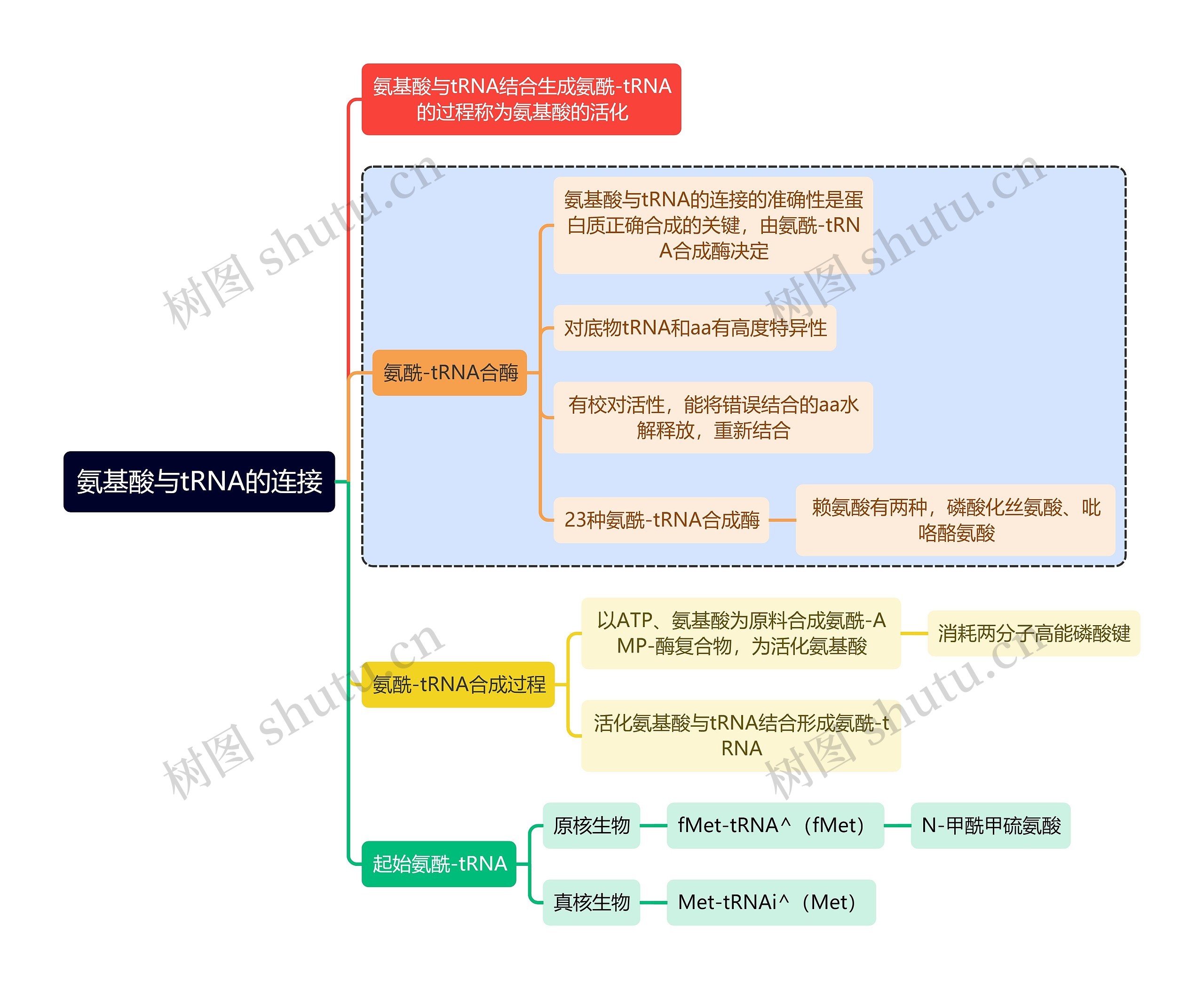 医学知识氨基酸与tRNA的连接思维导图