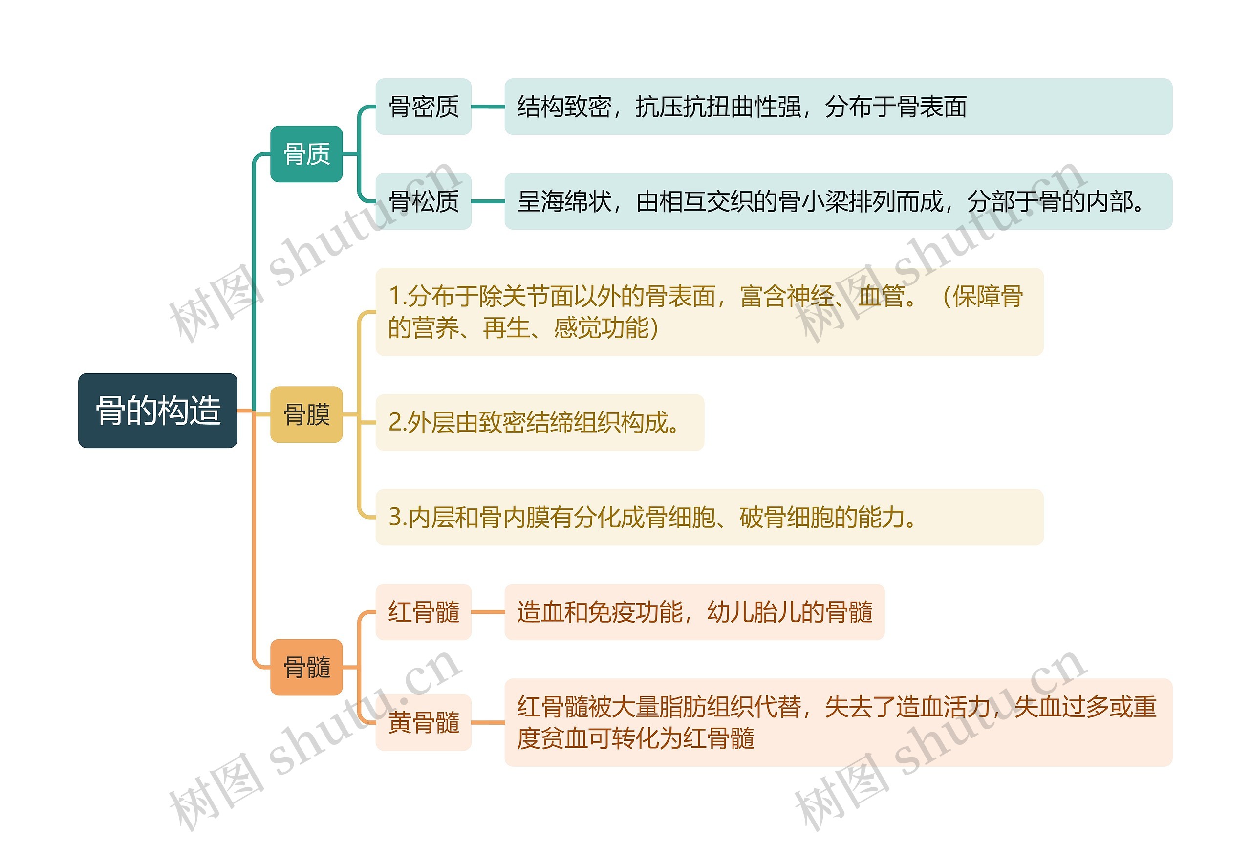 骨的构造