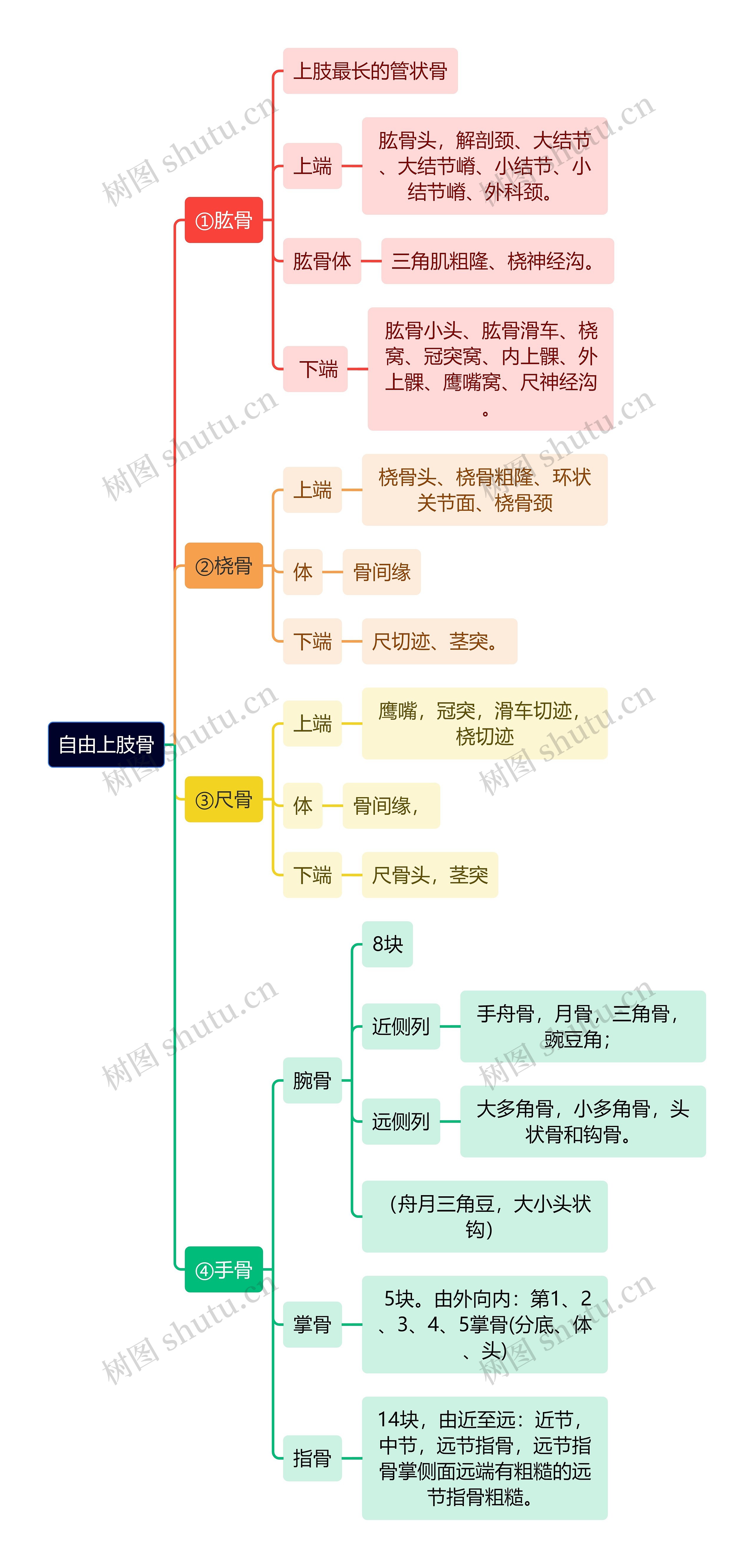 解剖学知识自由上肢骨思维导图