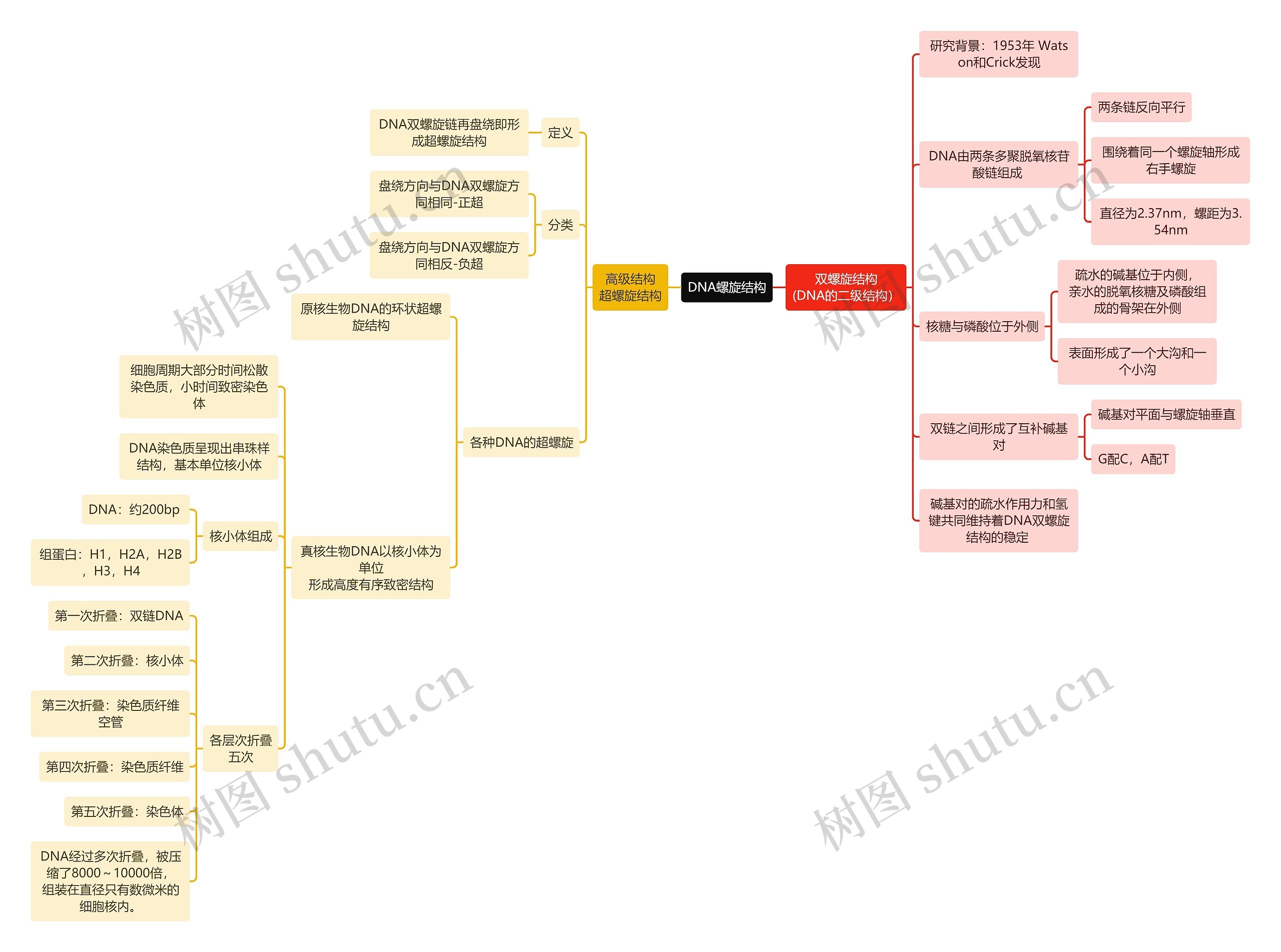 生化知识DNA螺旋结构思维导图