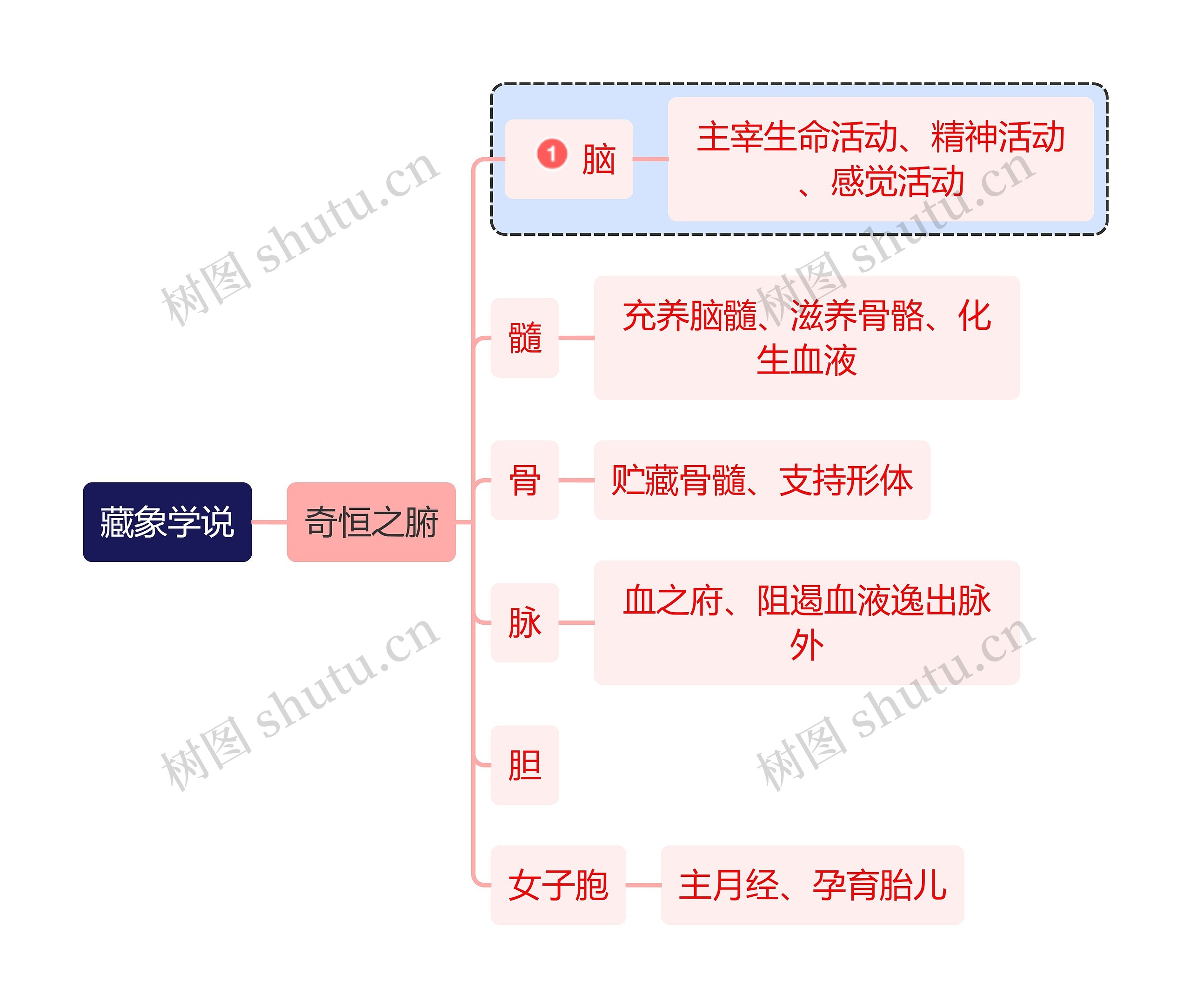 医学知识藏象学说奇恒之腑思维导图