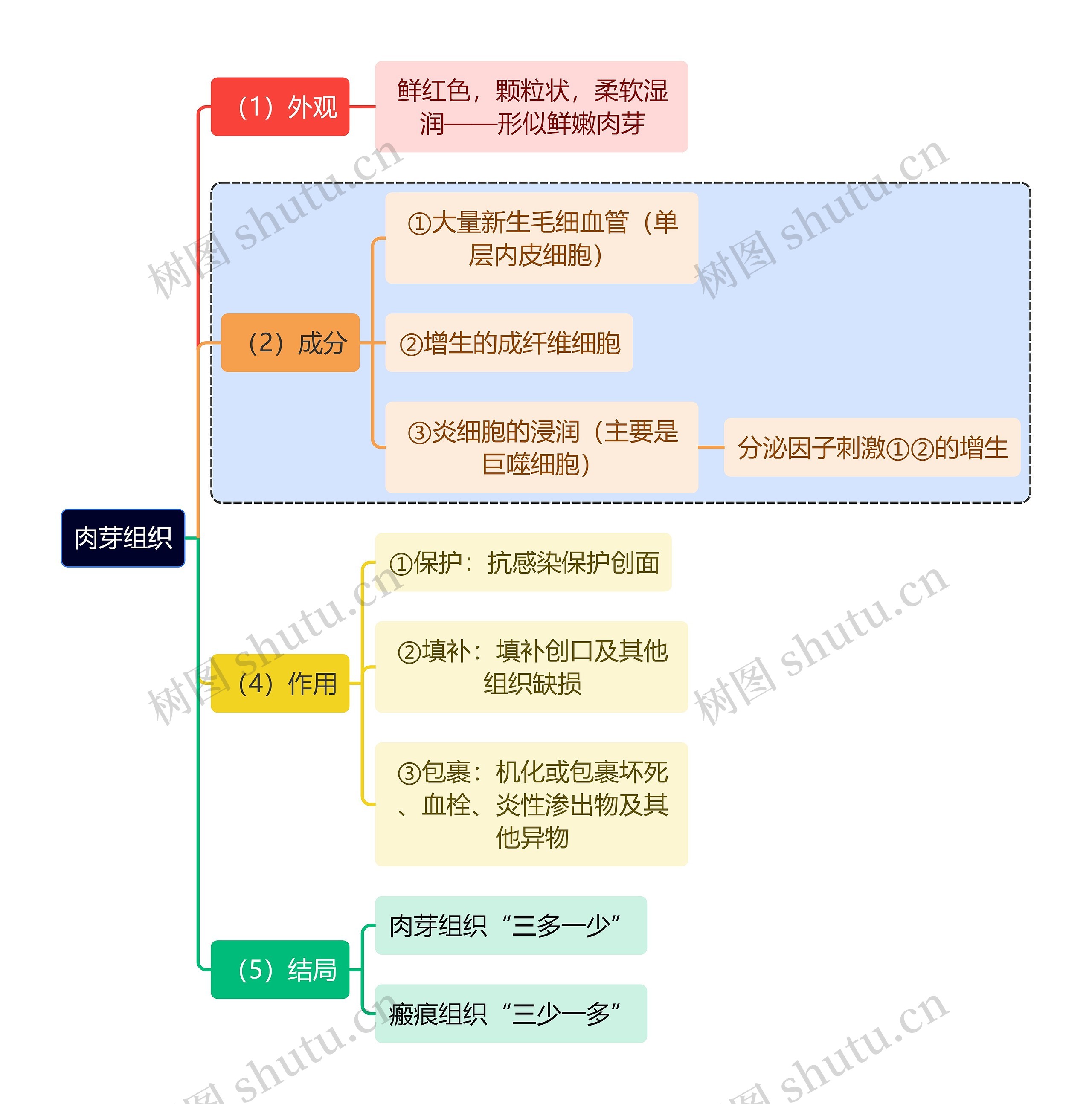 医学知识肉芽组织思维导图