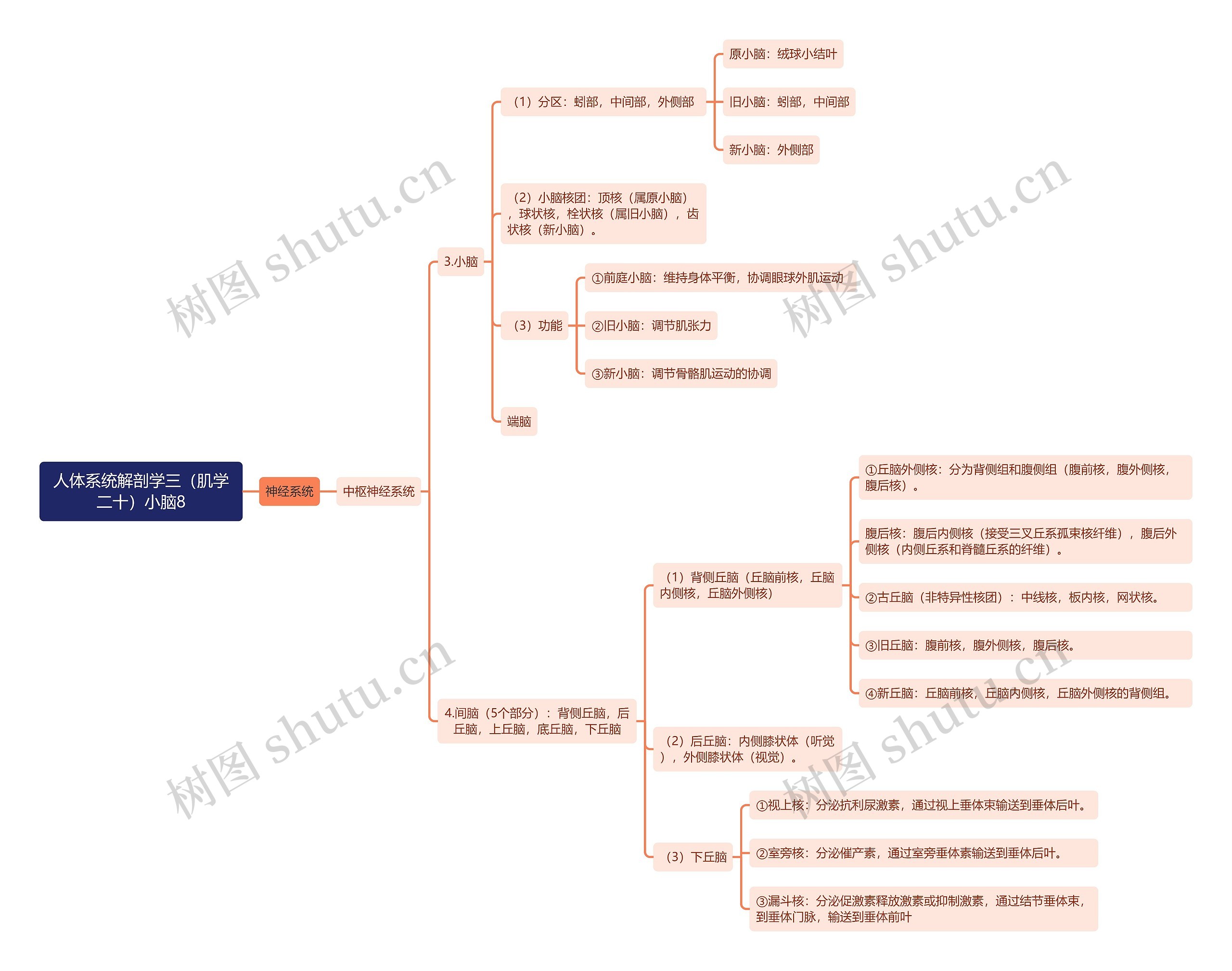 《人体系统解剖学三（肌学二十）小脑8》思维导图
