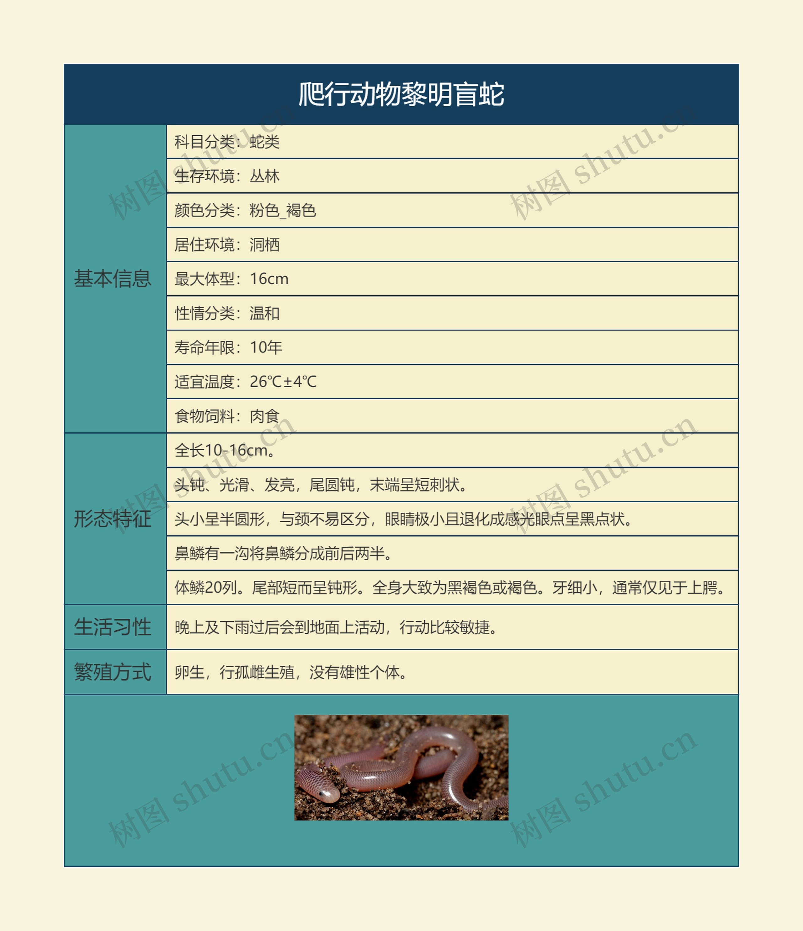 爬行动物黎明盲蛇思维导图