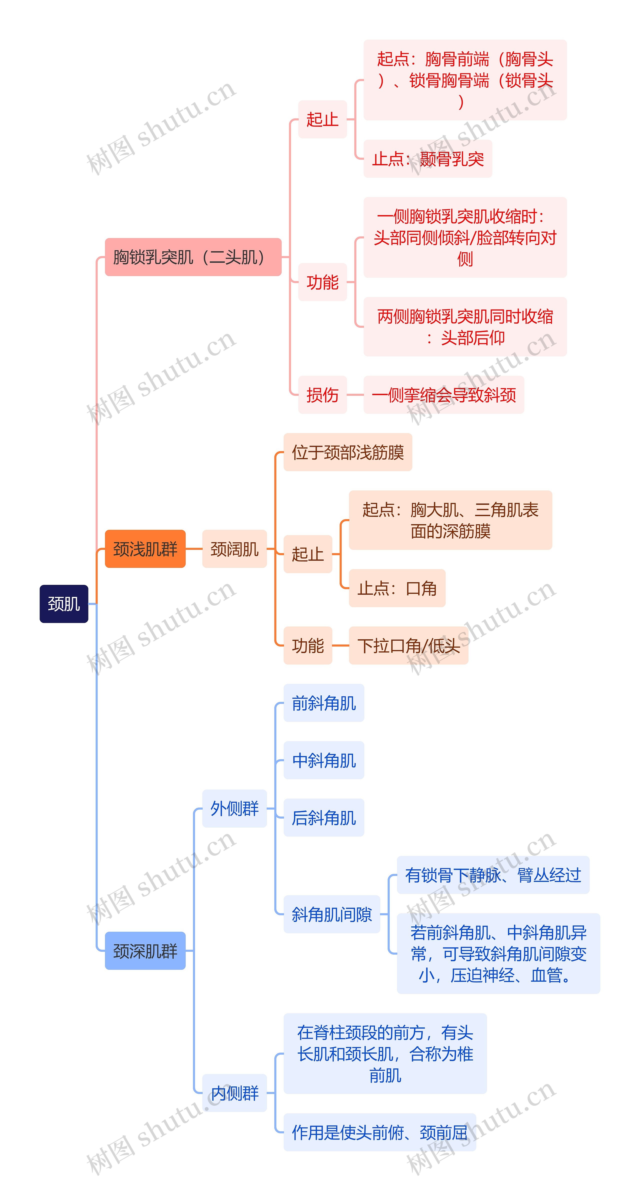 解剖学知识颈肌思维导图