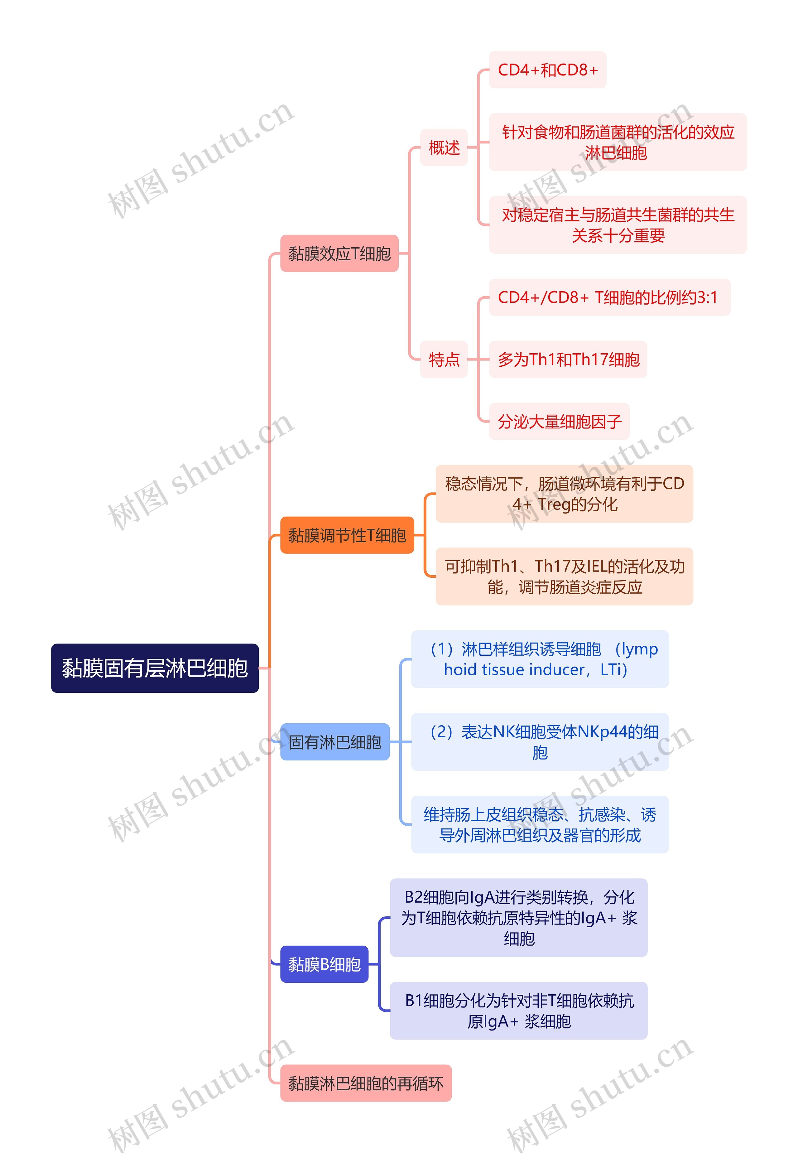 医学知识黏膜固有层淋巴细胞思维导图