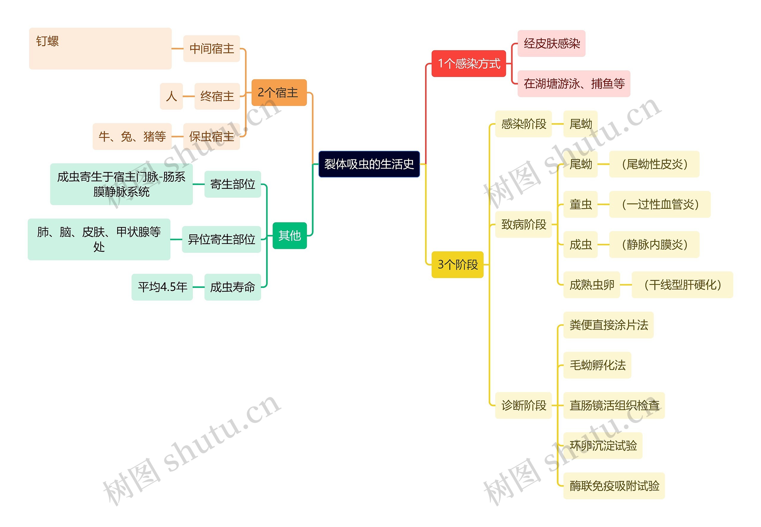 医学知识裂体吸虫的生活史思维导图