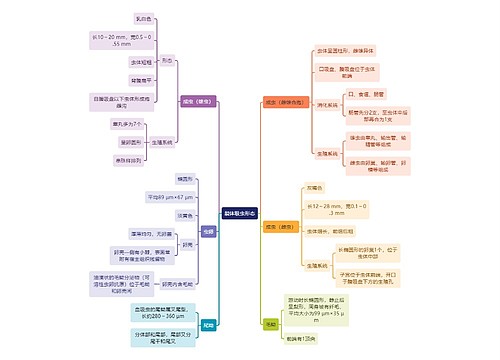 医学知识裂体吸虫形态思维导图