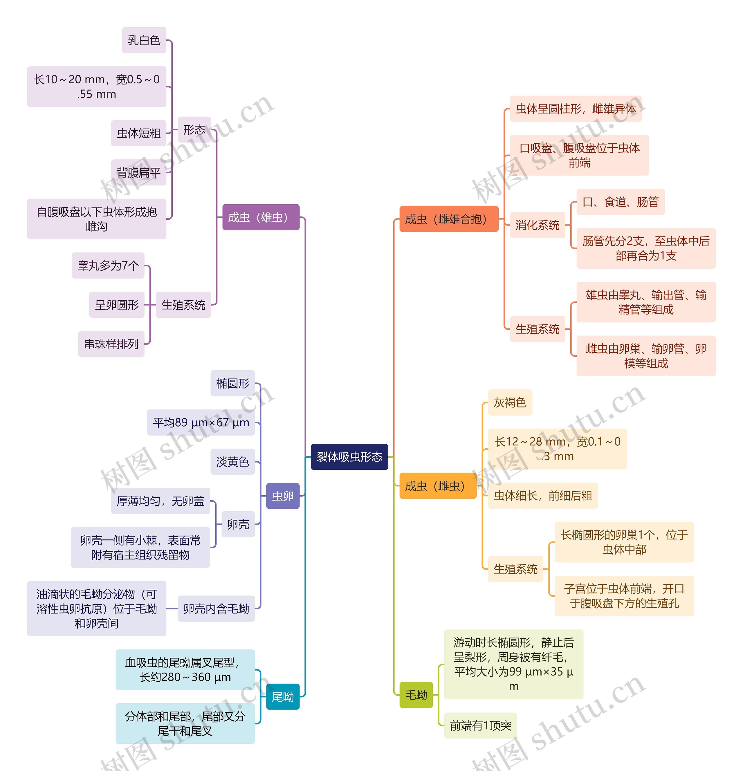 医学知识裂体吸虫形态思维导图