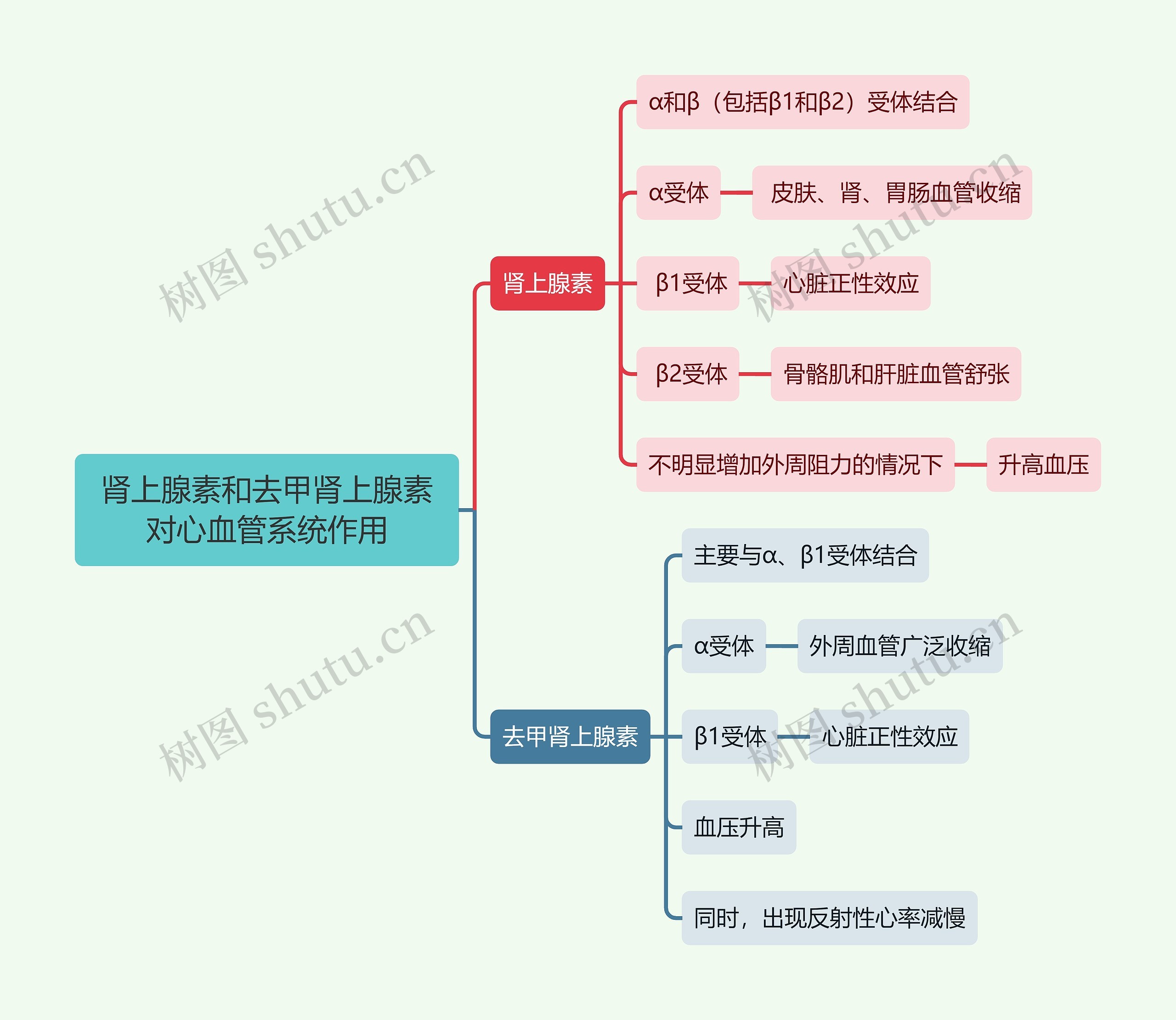 医学知识肾上腺素和去甲肾上腺素对心血管系统作用思维导图