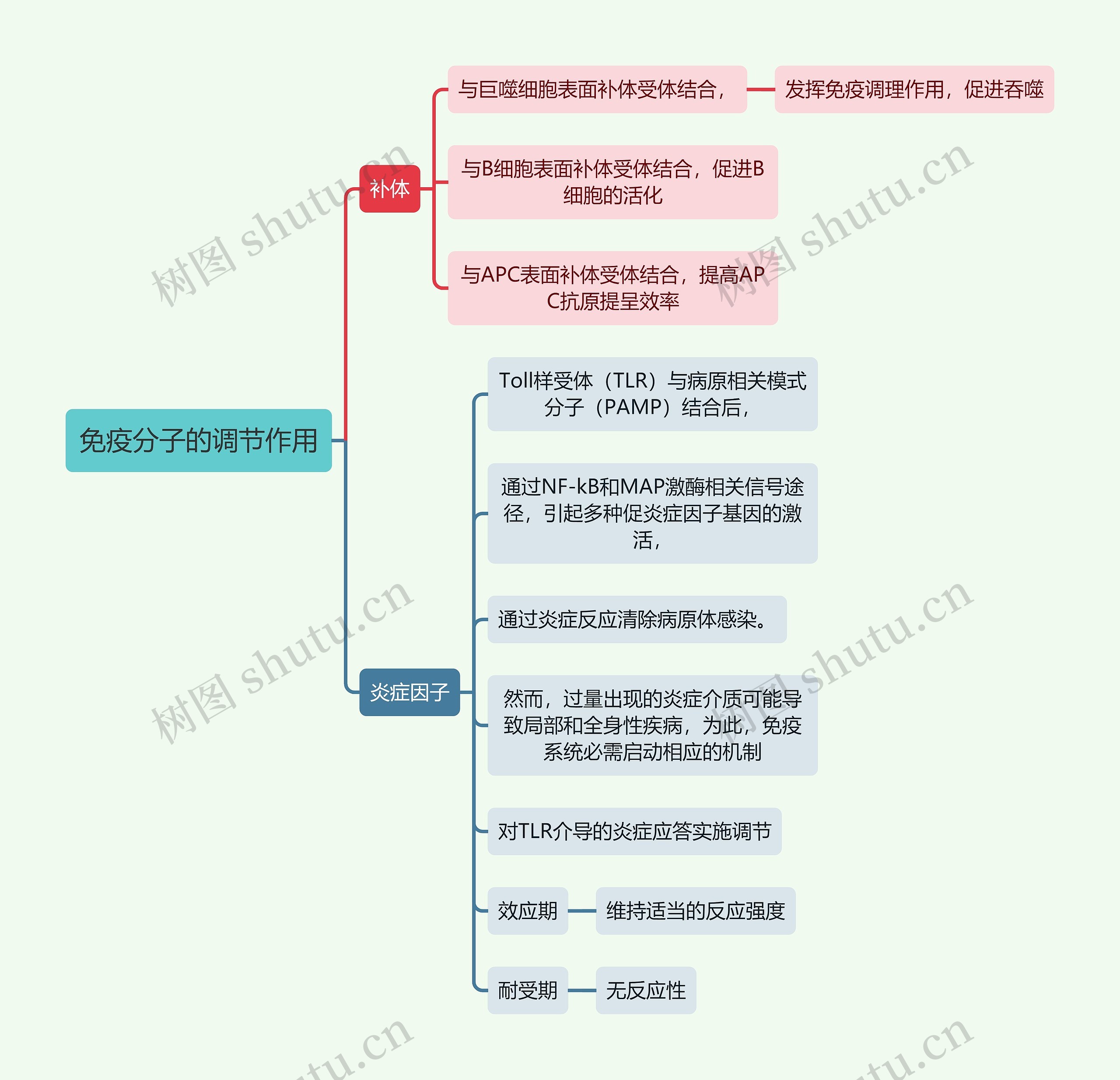 医学知识免疫分子的调节作用思维导图