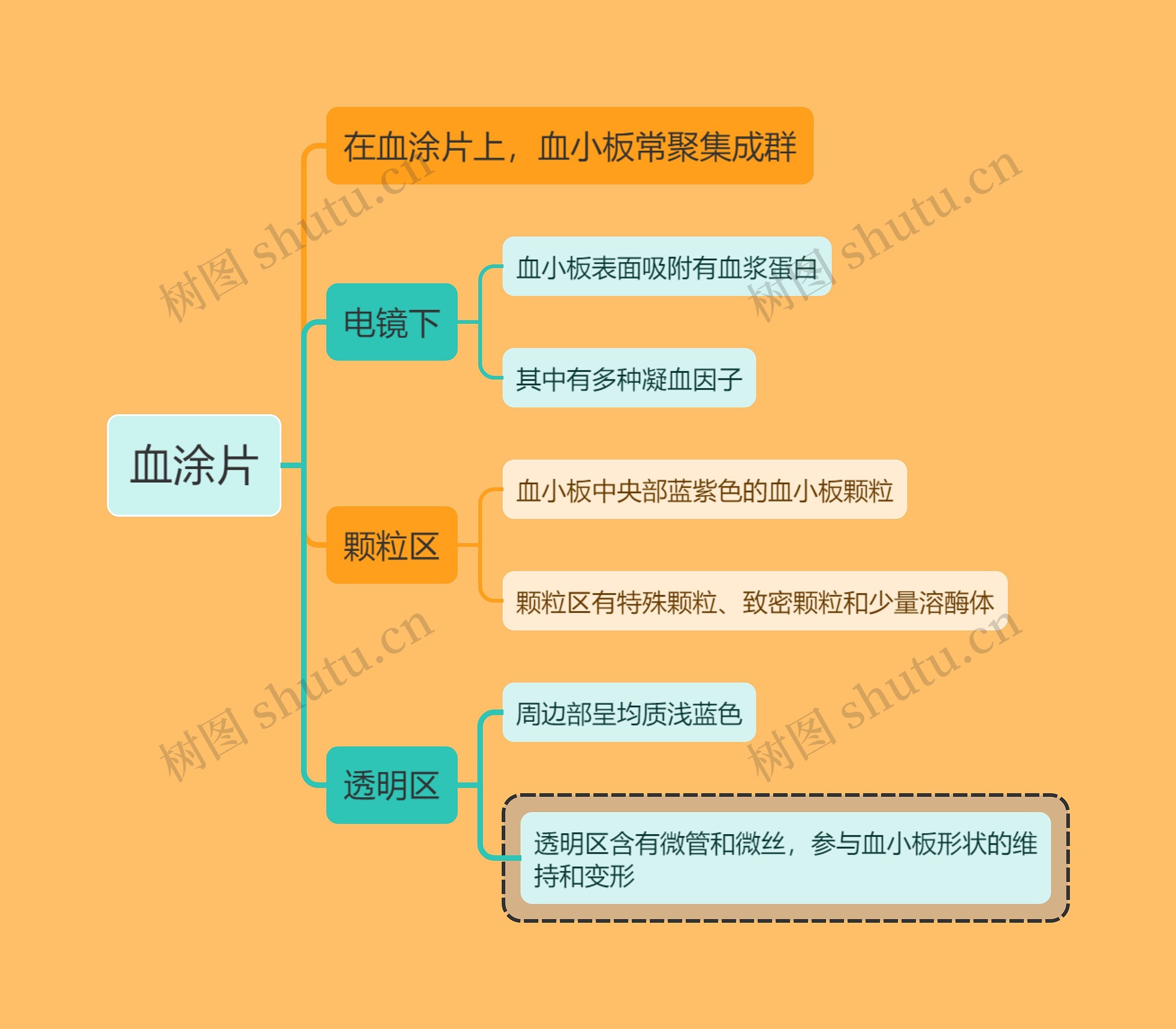 医学知识血涂片思维导图