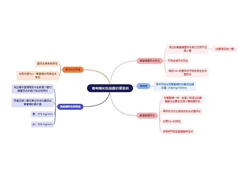  医学知识葡萄糖和氨基酸的重吸收思维导图