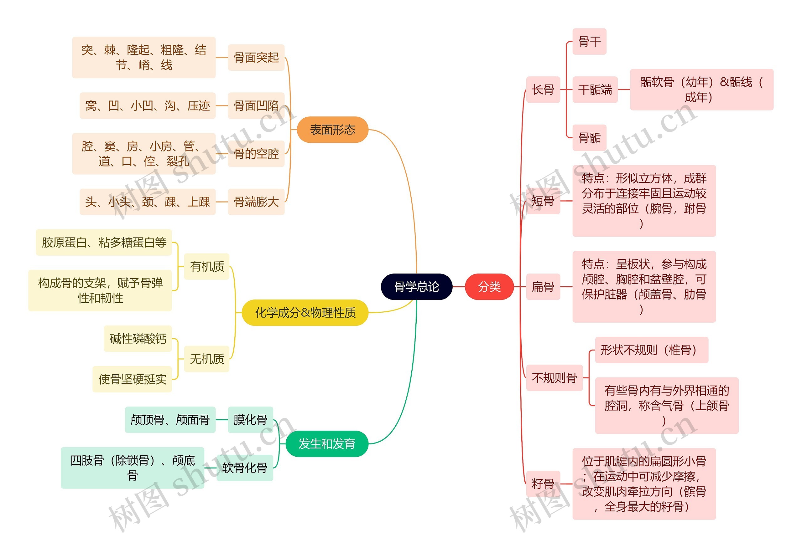 解剖学知识骨学总论思维导图