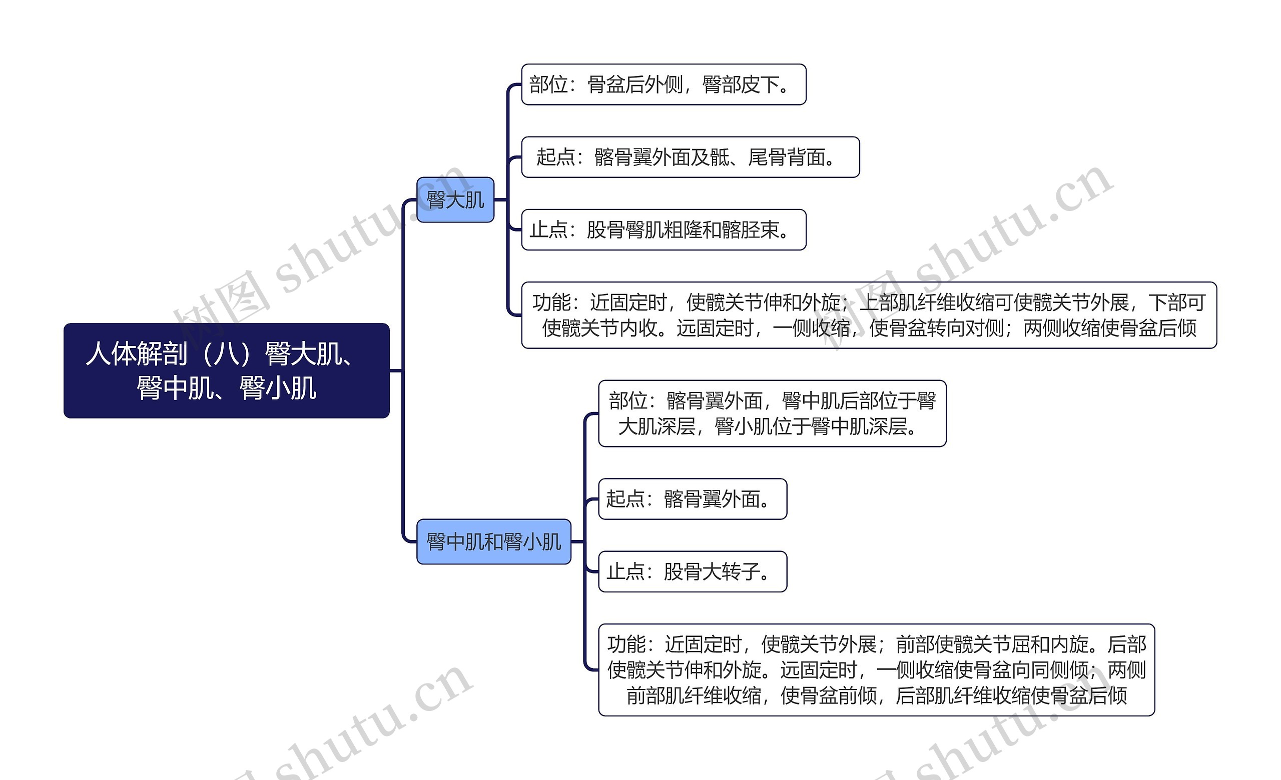 《人体解剖（八）臀大肌、臀中肌、臀小肌》思维导图