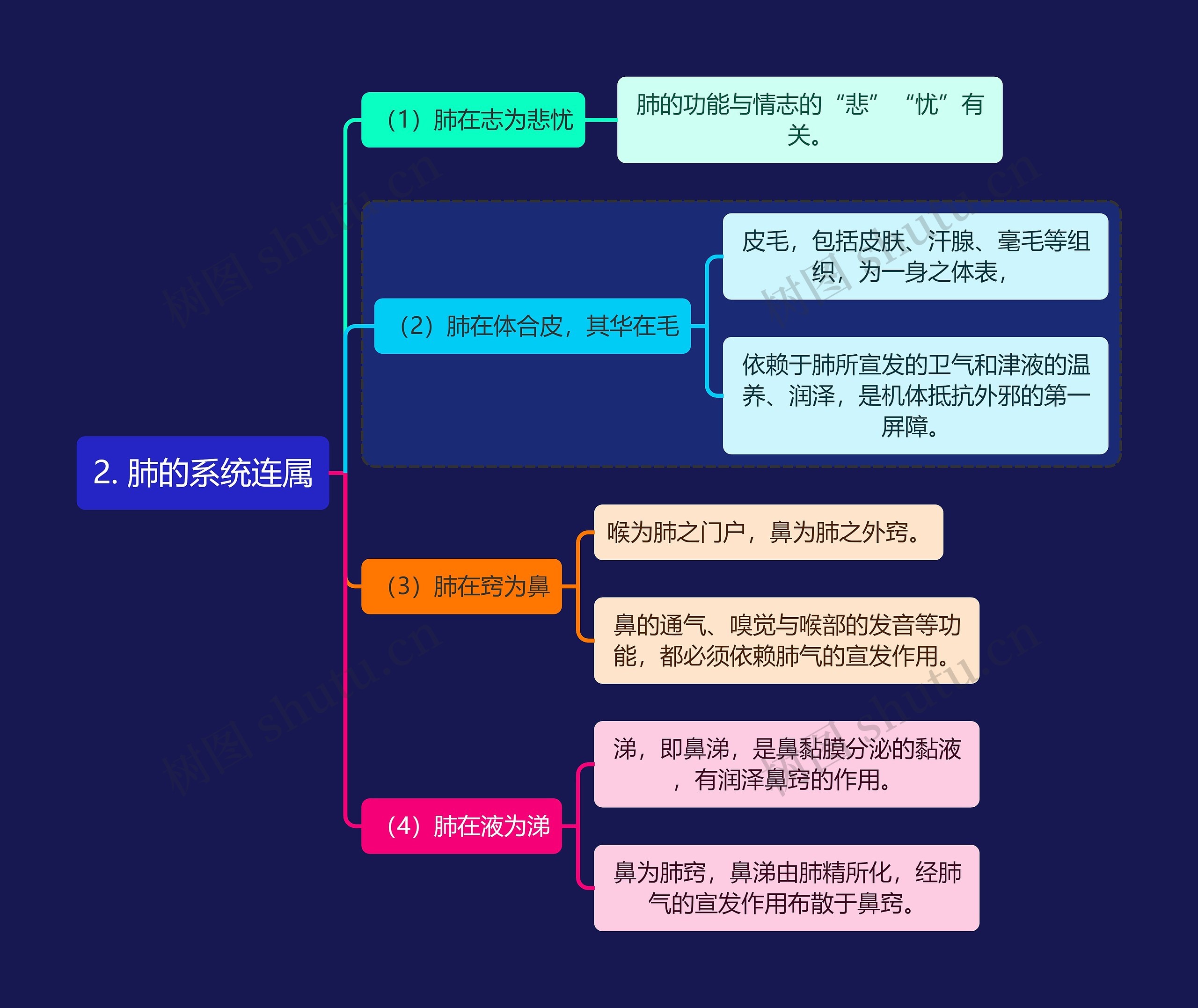 中医知识肺的系统连属思维导图