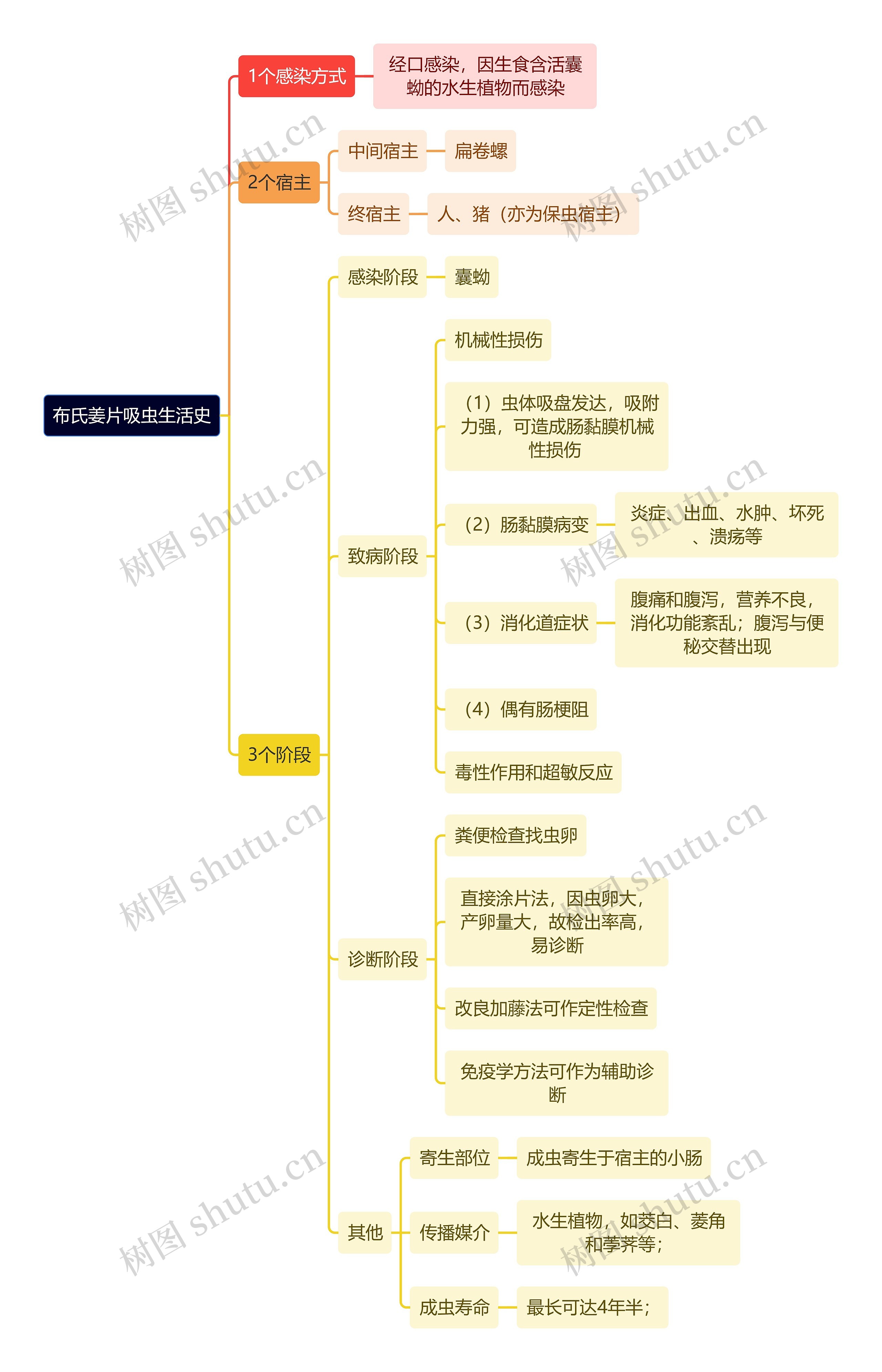 医学知识布氏姜片吸虫生活史思维导图