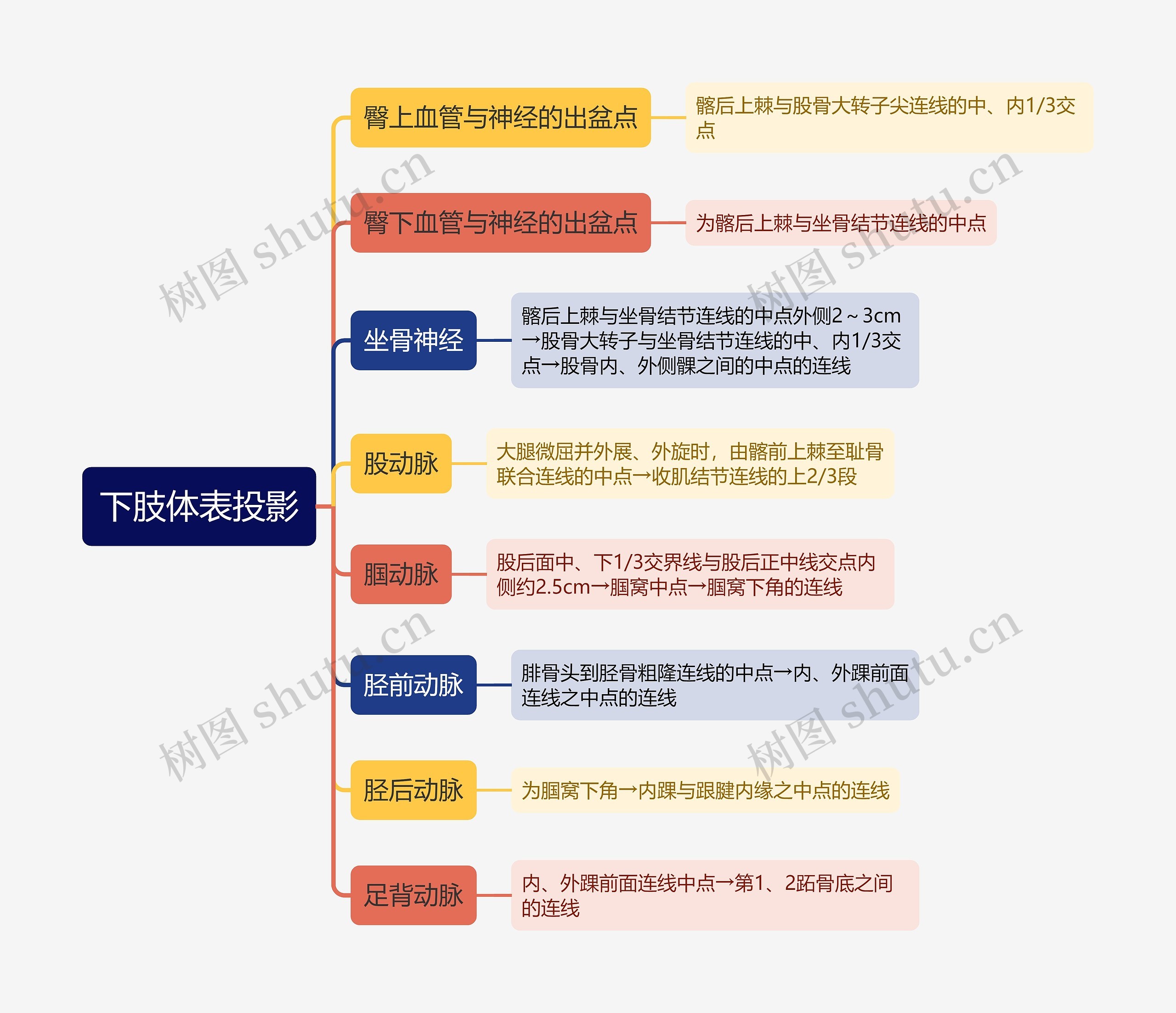 医学下肢体表投影思维导图