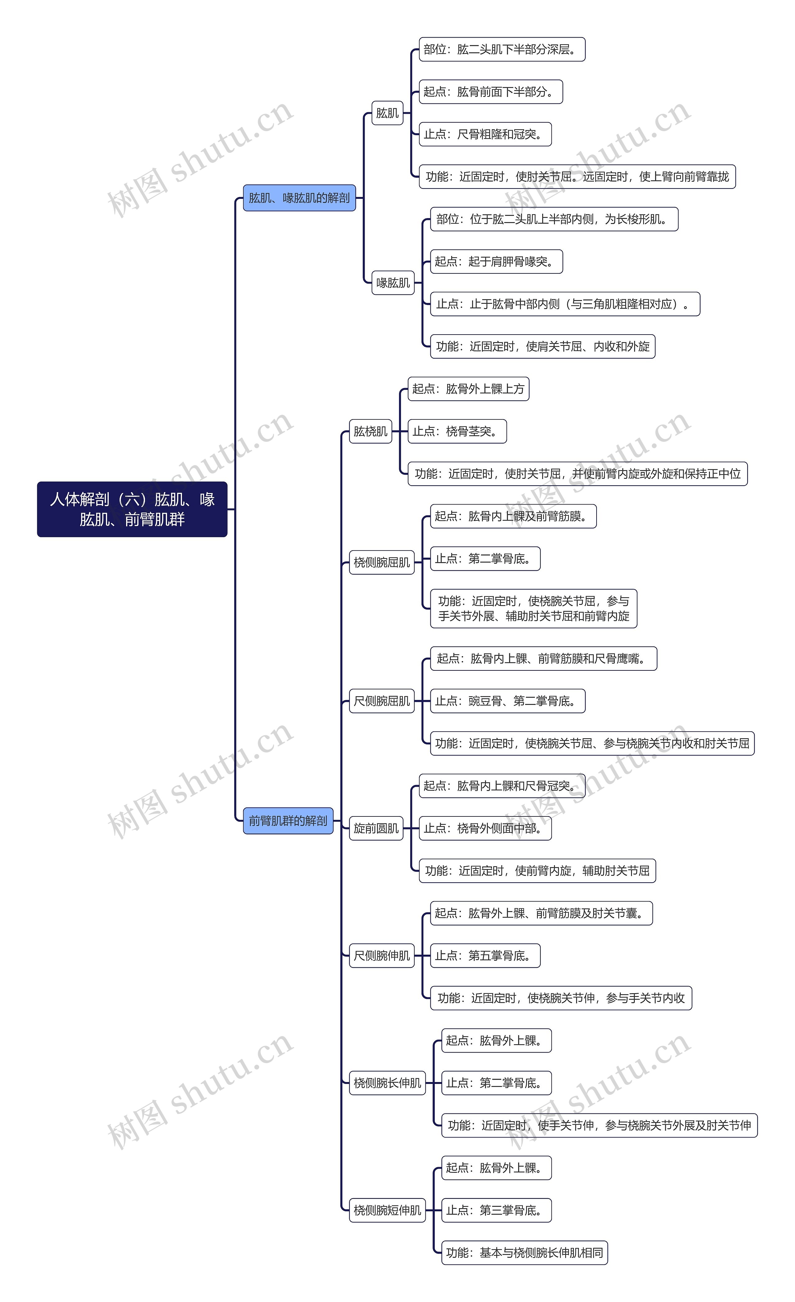 《人体解剖（六）肱肌、喙肱肌、前臂肌群》