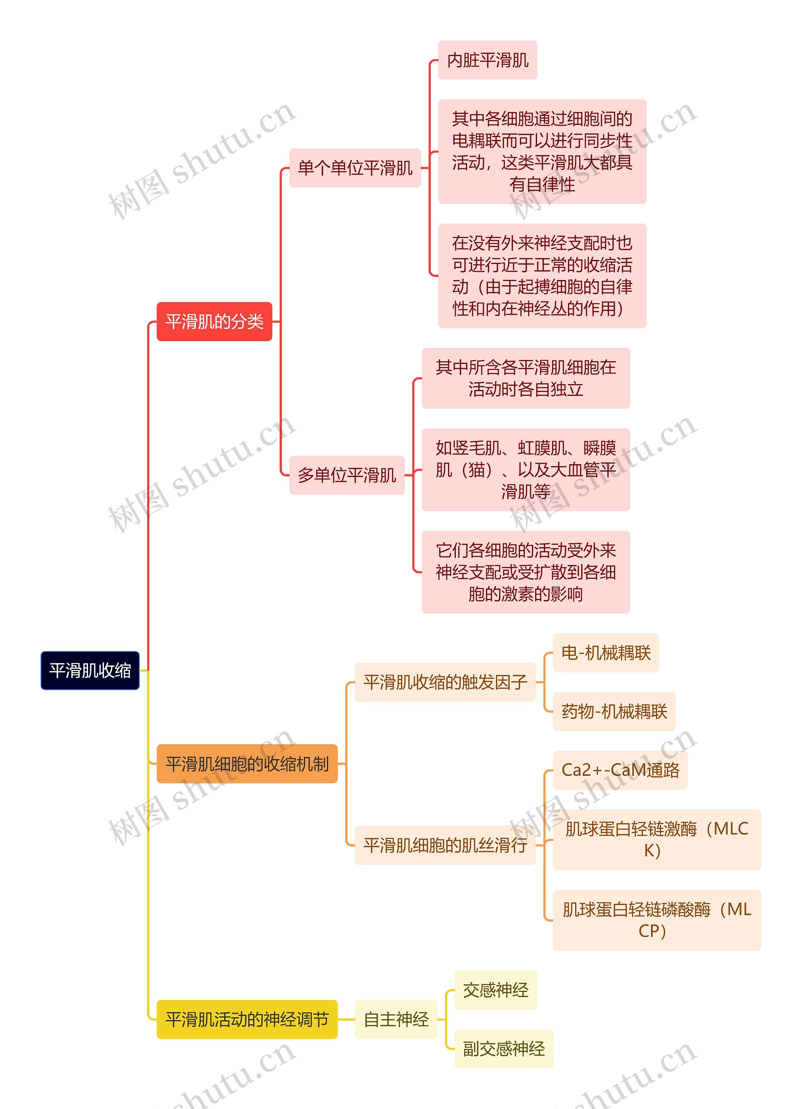 医学知识平滑肌收缩思维导图