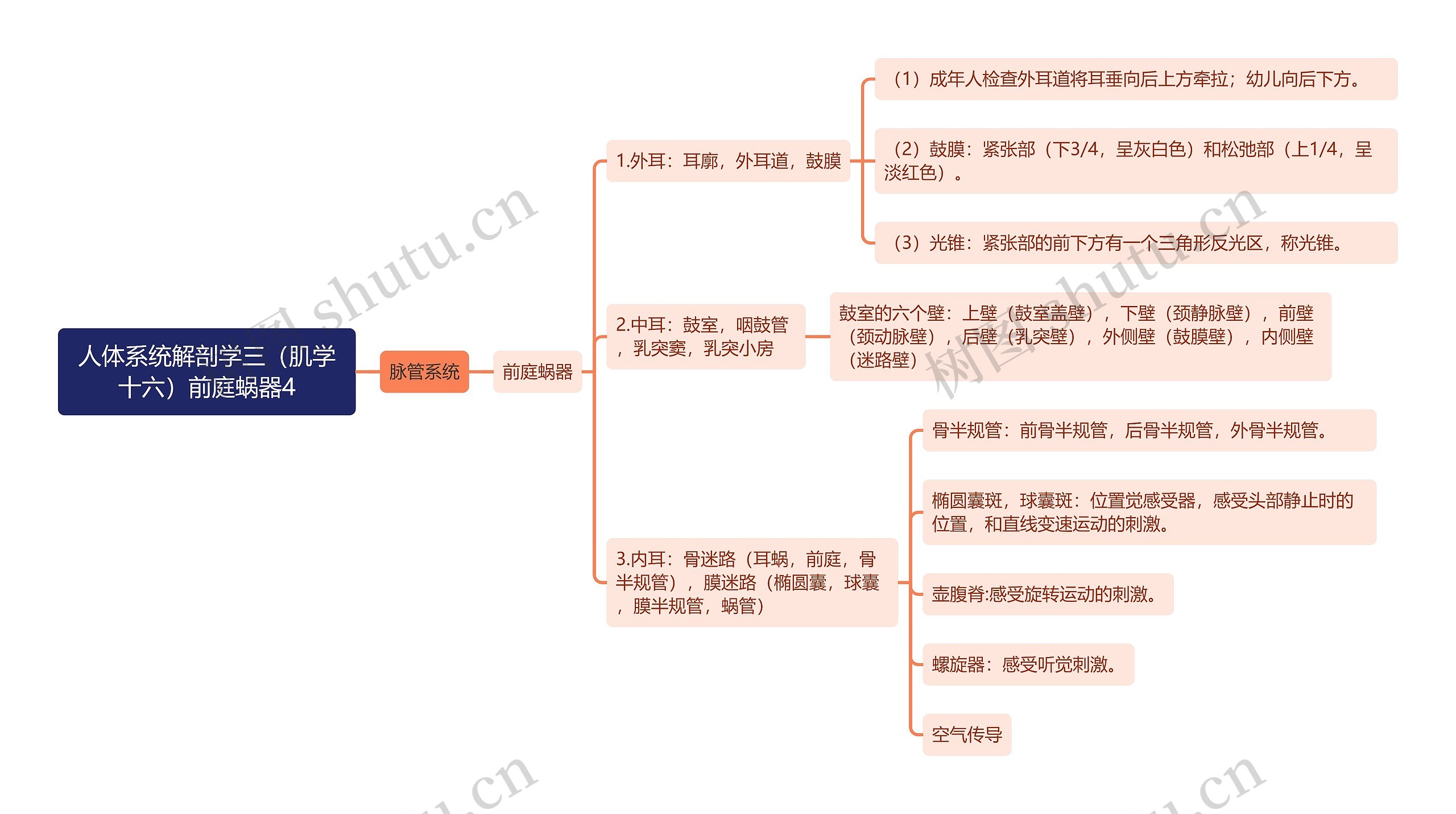 《人体系统解剖学三（肌学十六）前庭蜗器4》思维导图