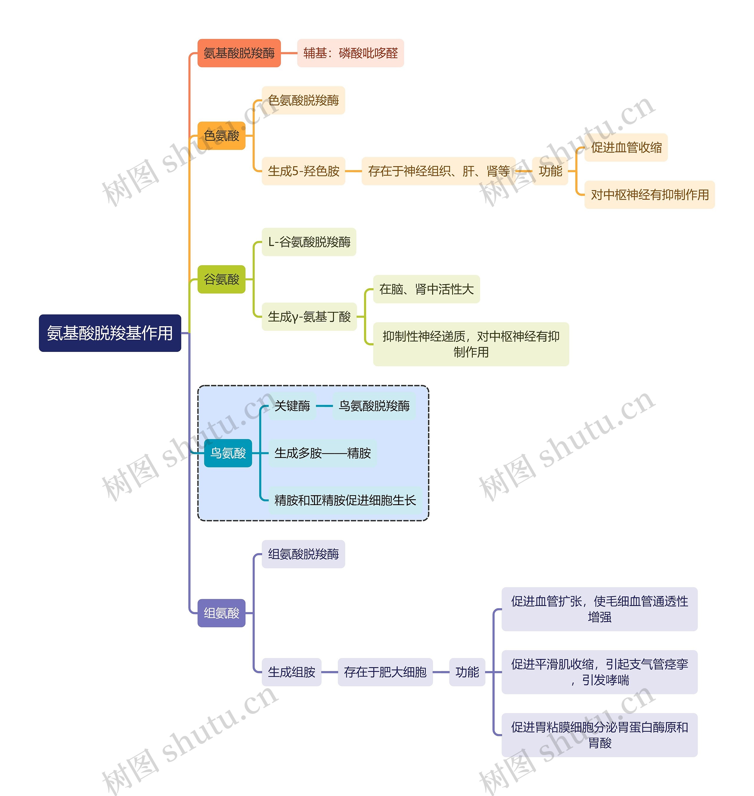 医学知识氨基酸脱羧基作用思维导图