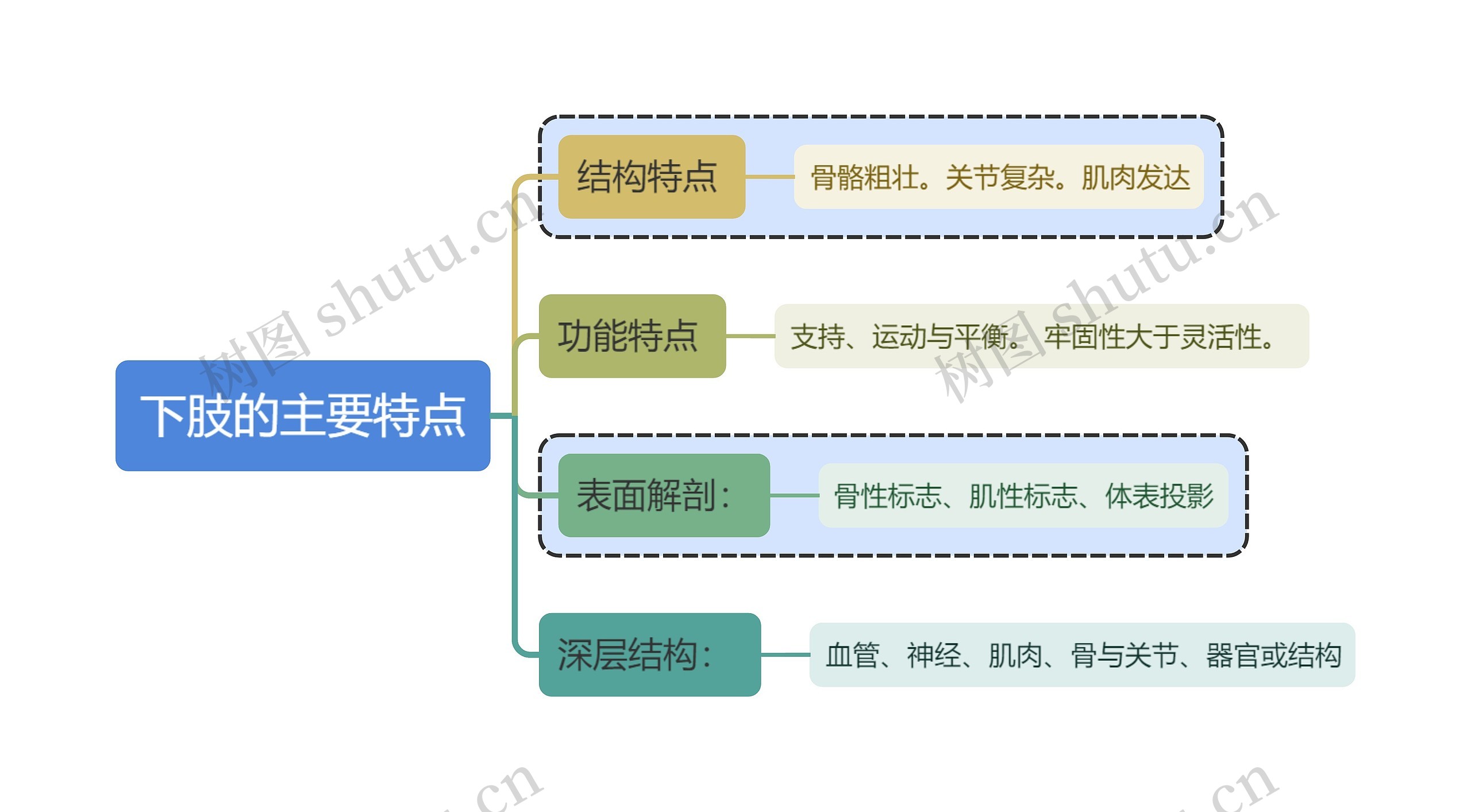 医学知识下肢的主要特点思维导图