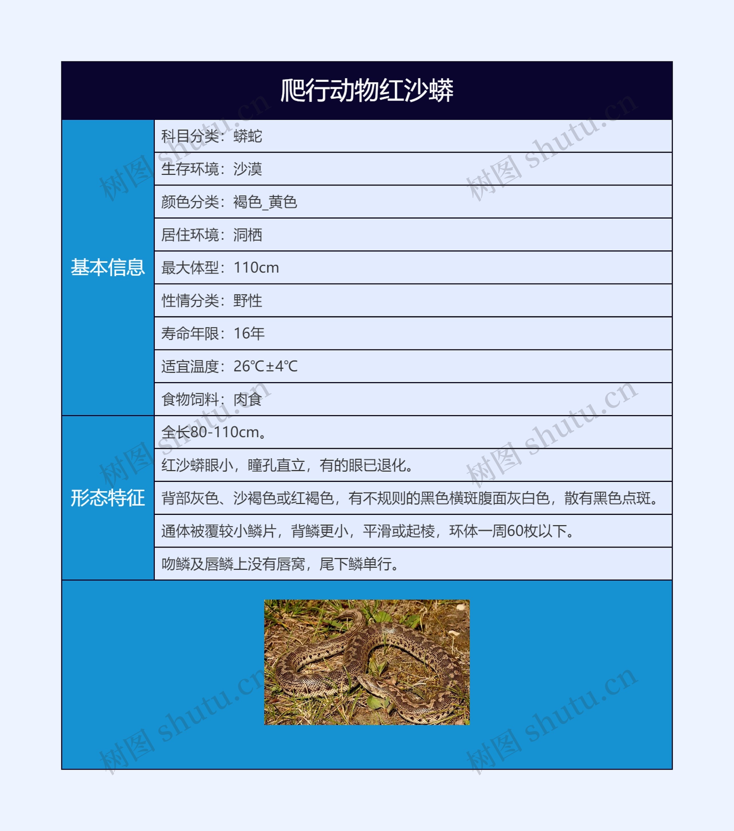 爬行动物红沙蟒思维导图