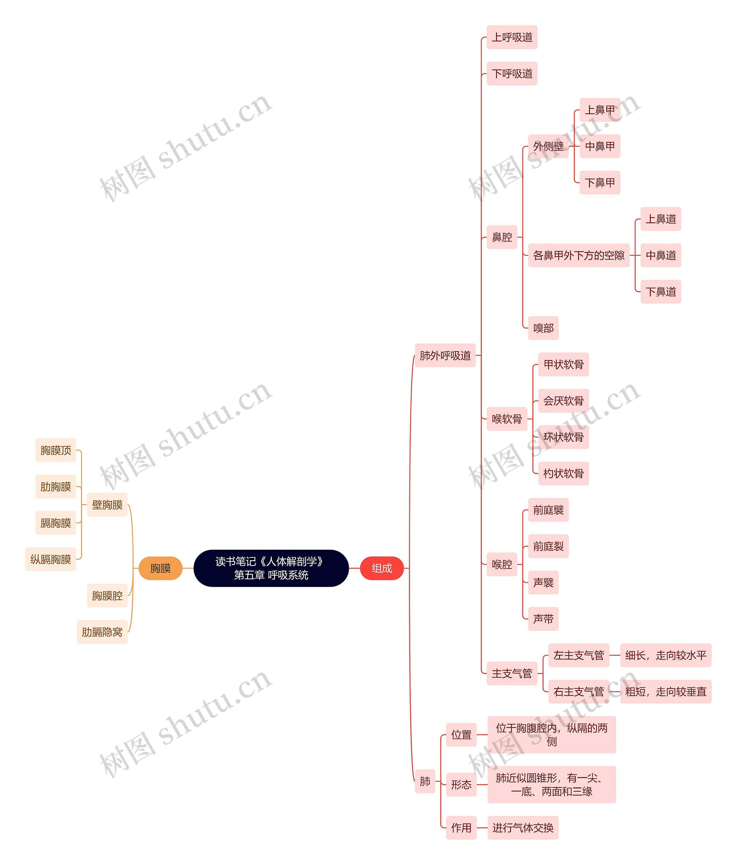 读书笔记《人体解剖学》第五章 呼吸系统