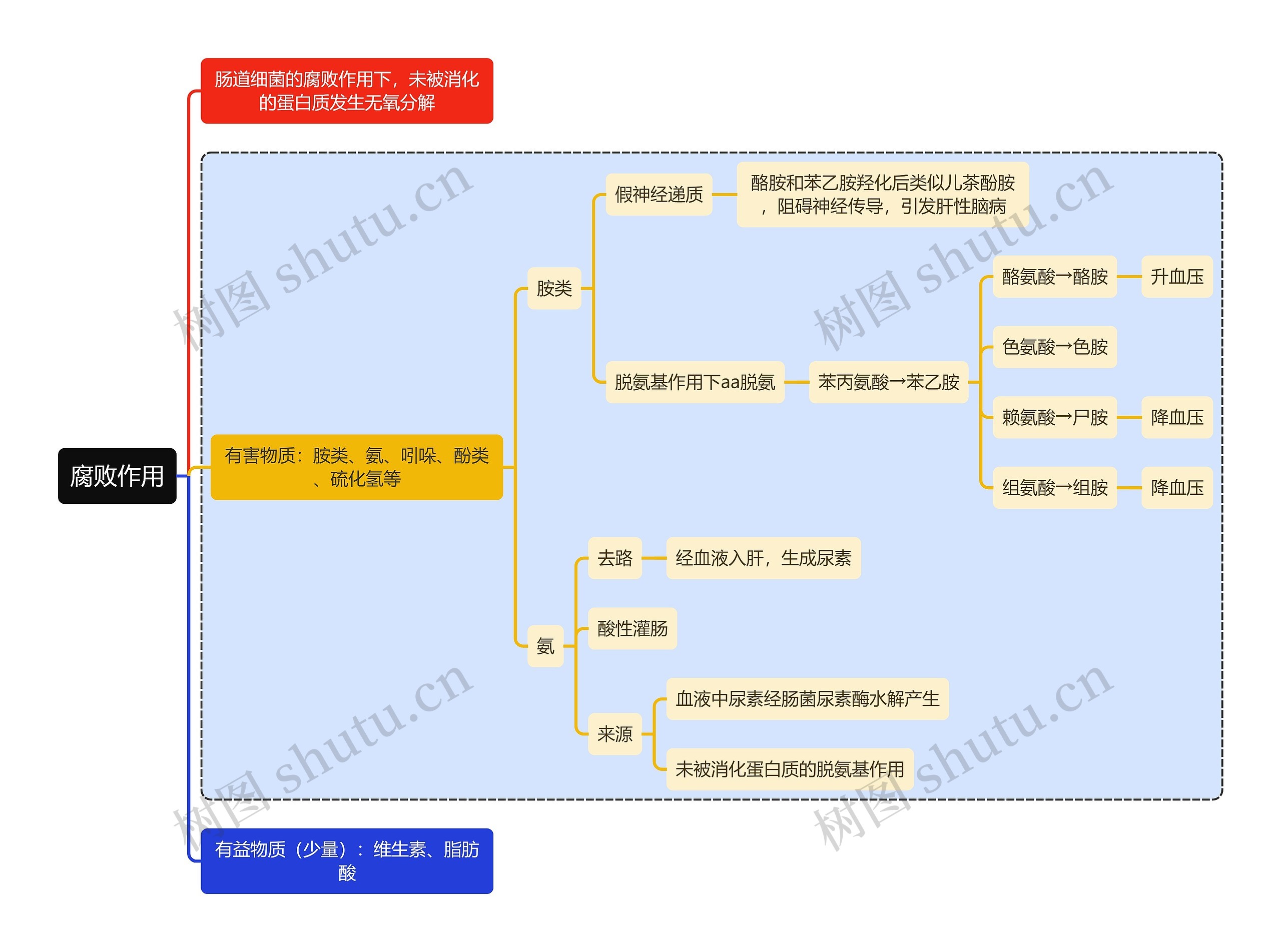 医学知识腐败作用思维导图