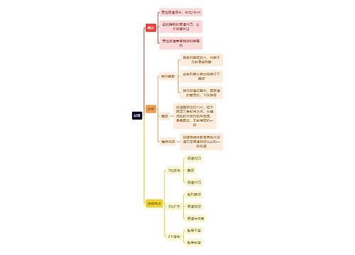 解剖学知识尿道思维导图