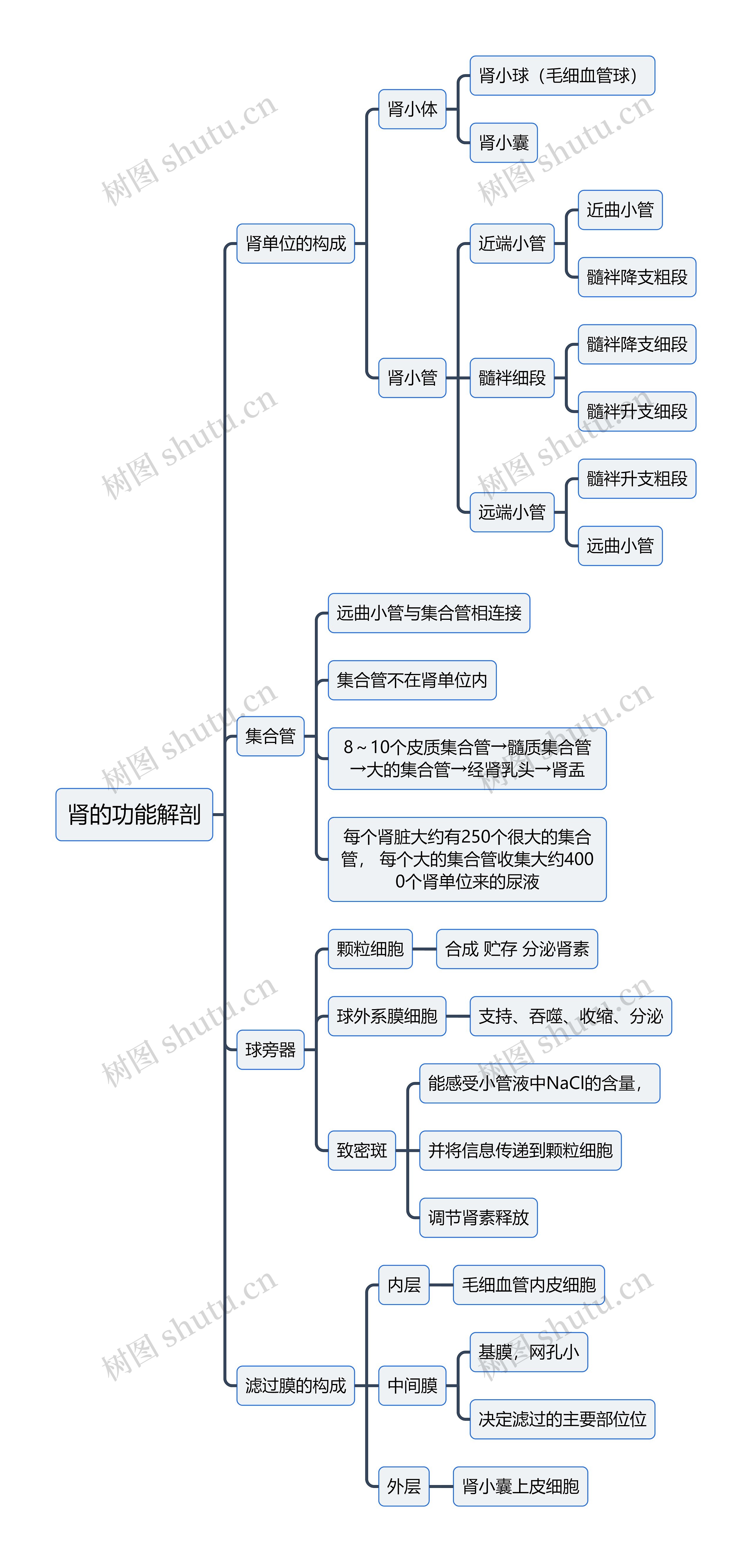 医学知识肾的功能解剖思维导图