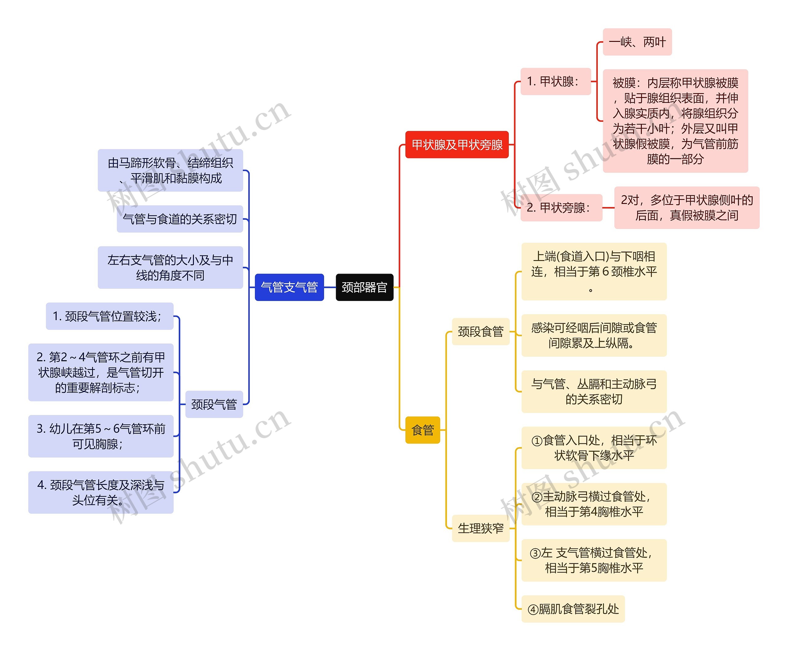 医学知识颈部器官思维导图