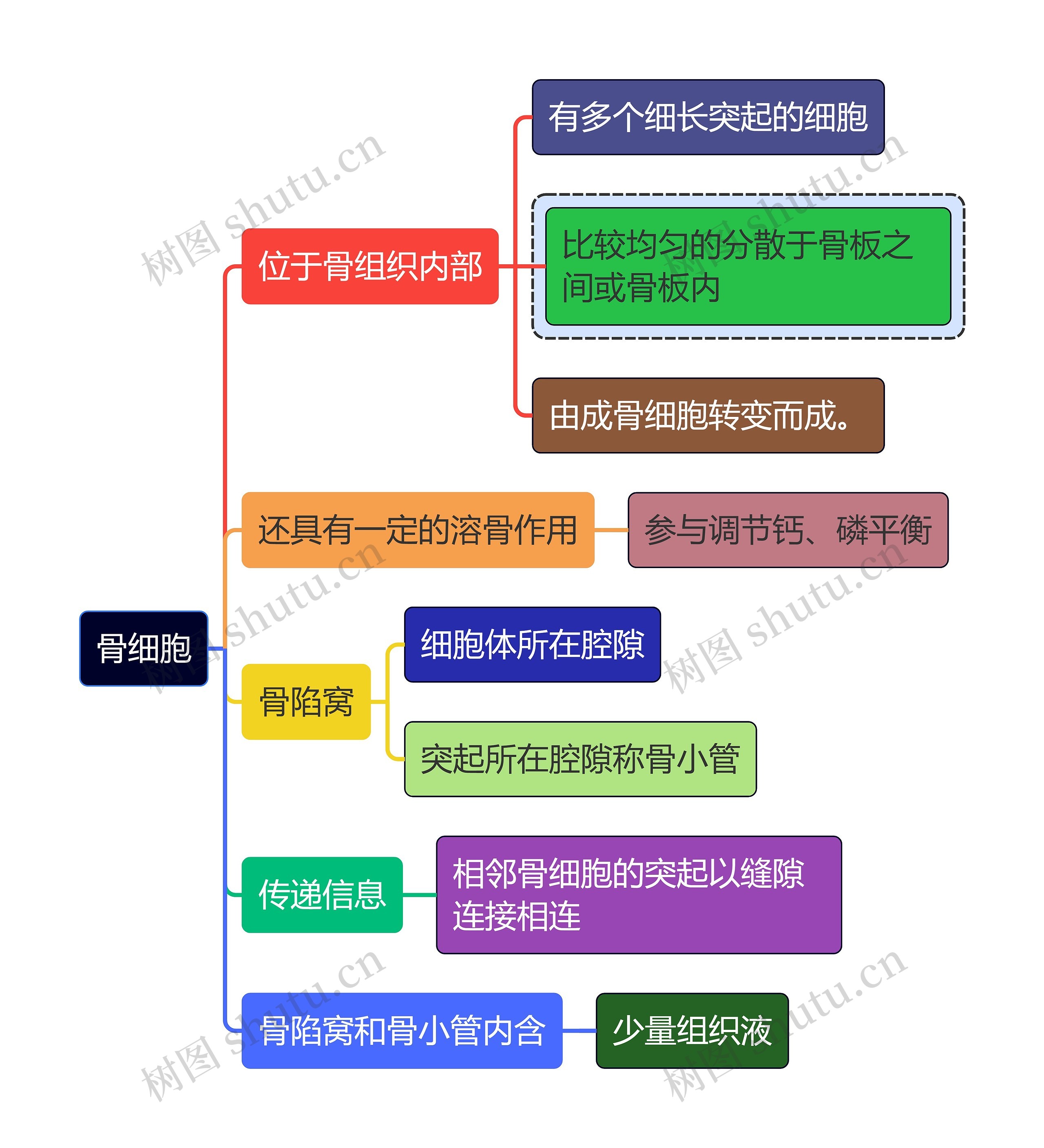 医学知识骨细胞思维导图