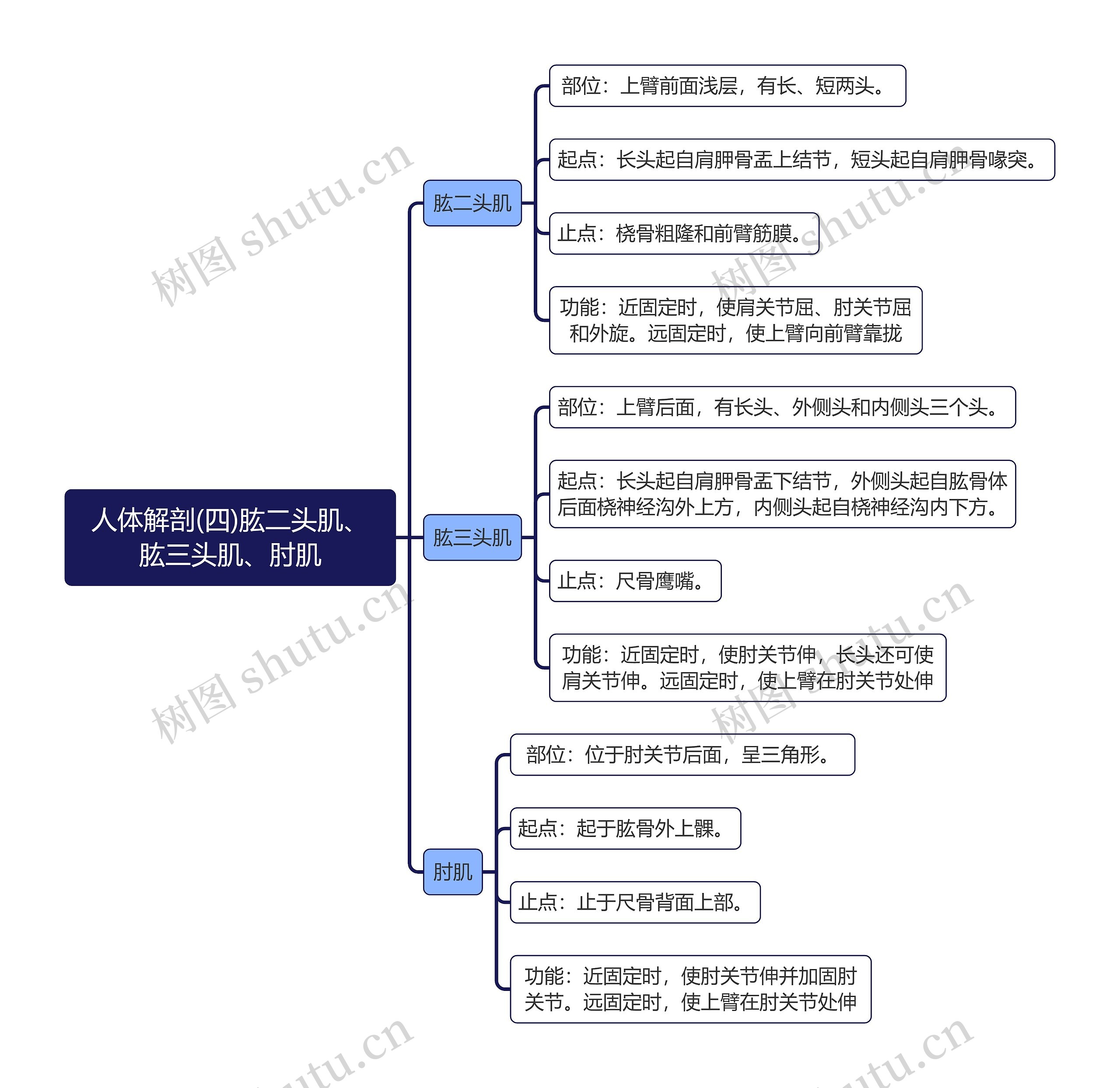 《人体解剖(四)肱二头肌、肱三头肌、肘肌》思维导图