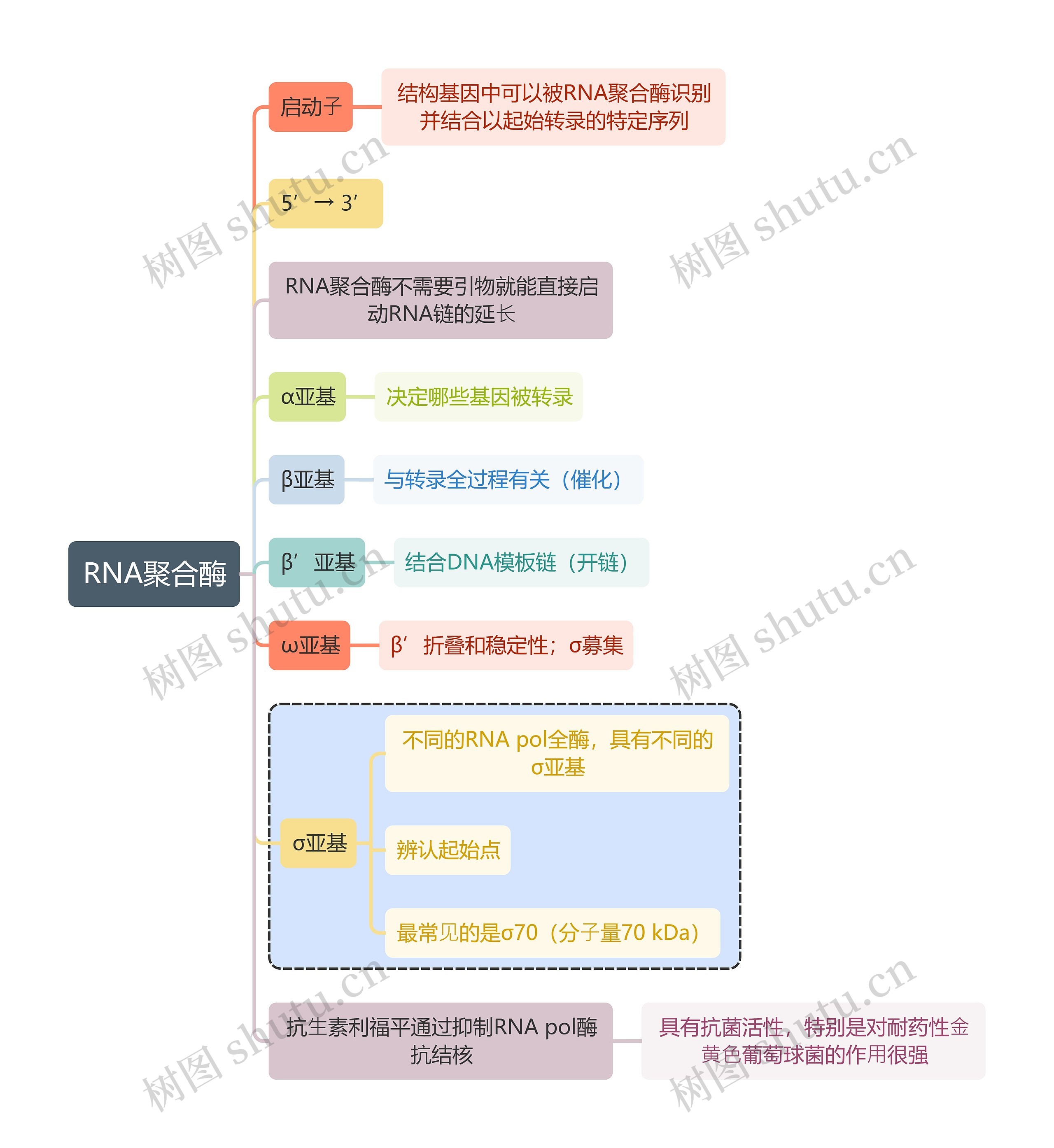 医学知识RNA聚合酶思维导图