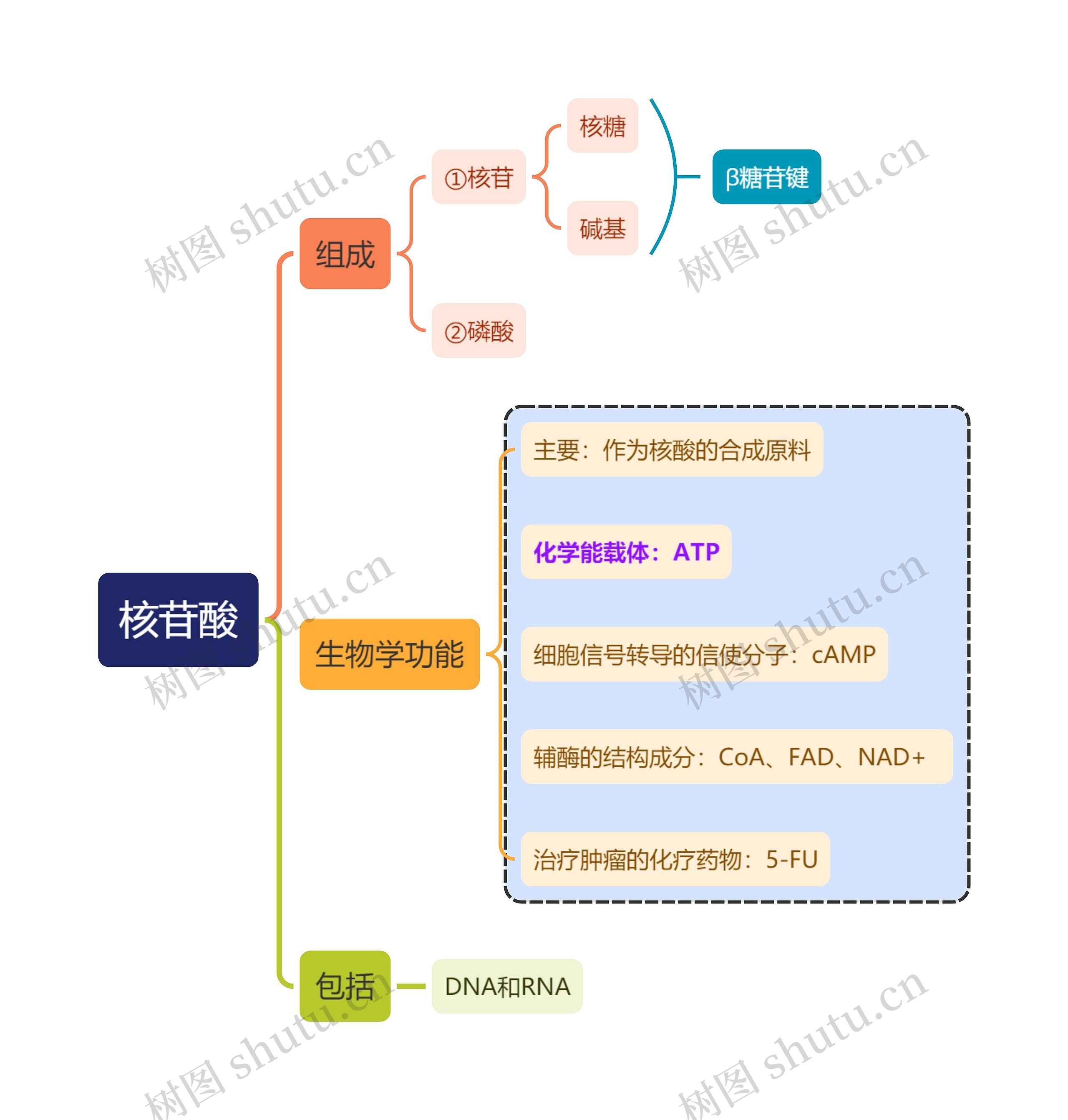 生化知识核苷酸结构功能思维导图