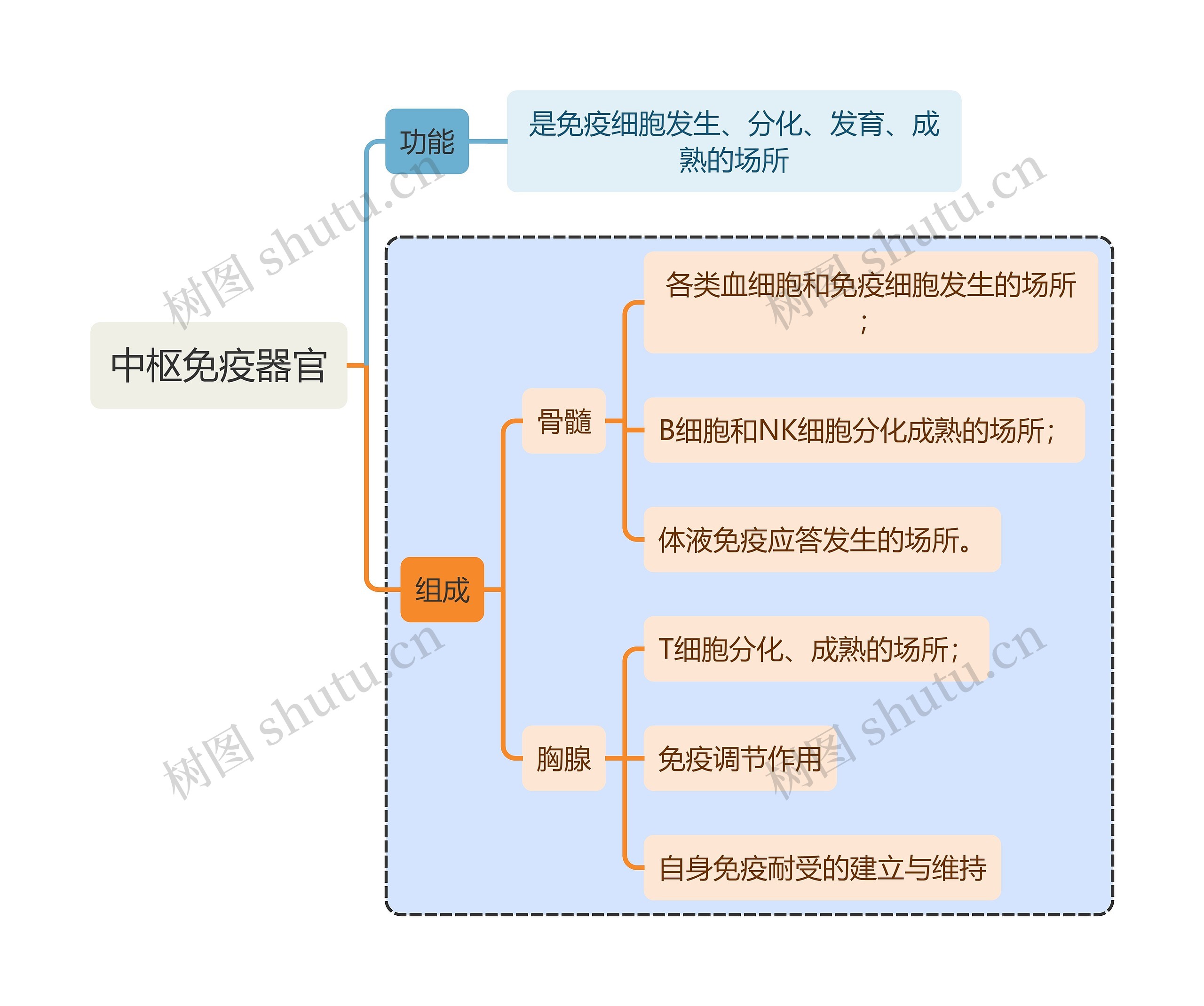 医学知识中枢免疫器官思维导图