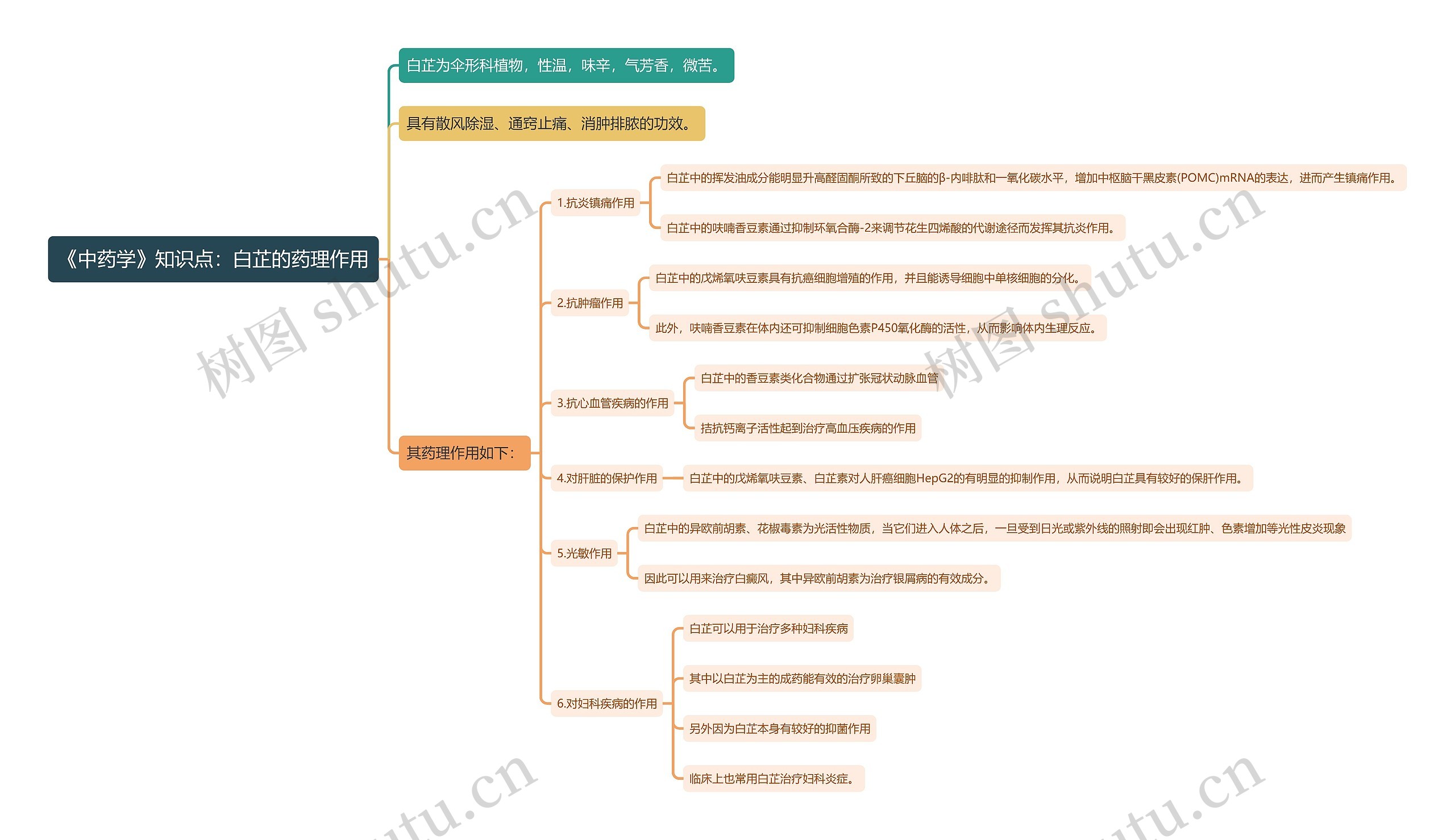 《中药学》知识点：白芷的药理作用思维导图